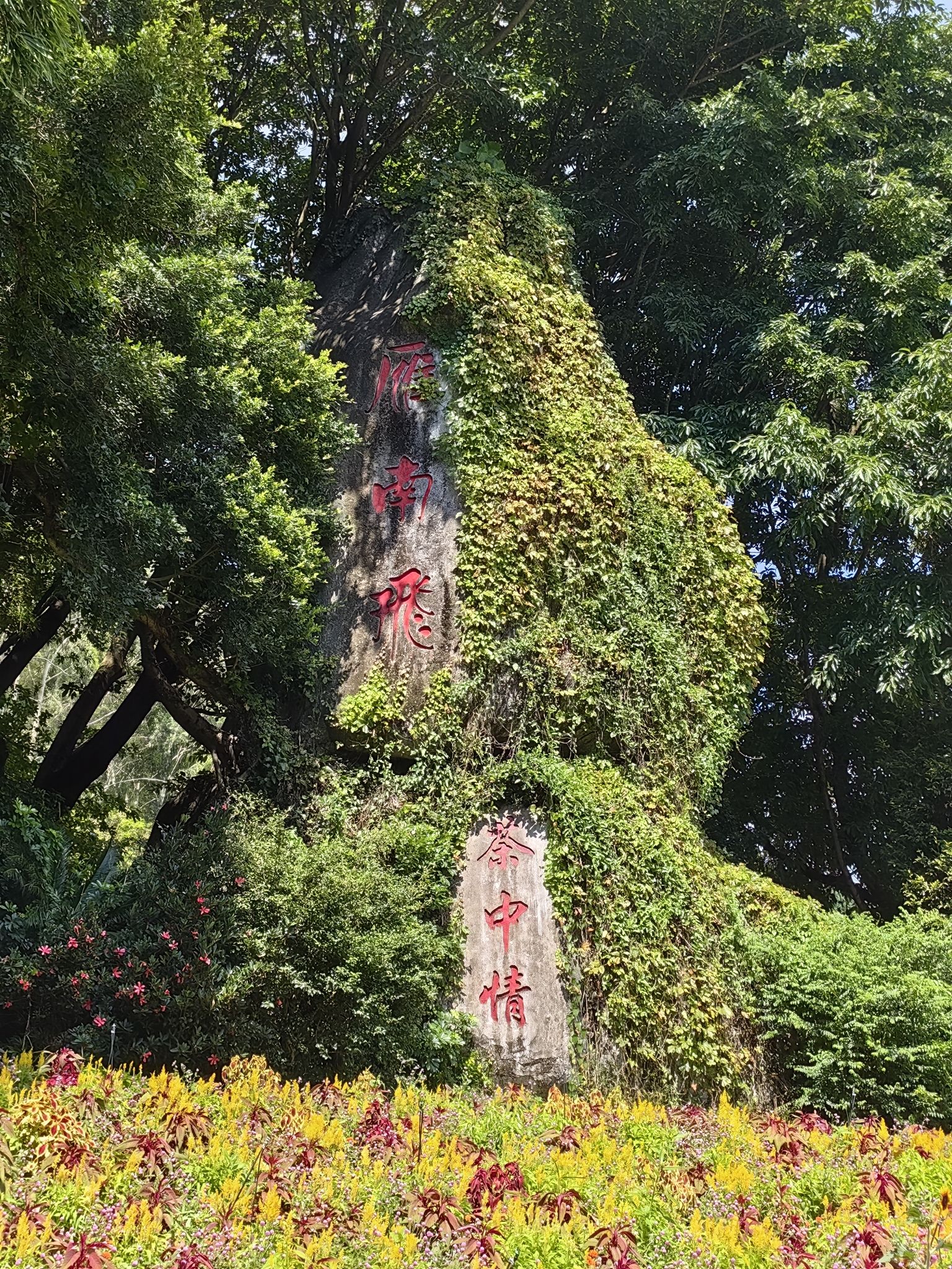 梅州雁南飞茶田景区旅行图片 3