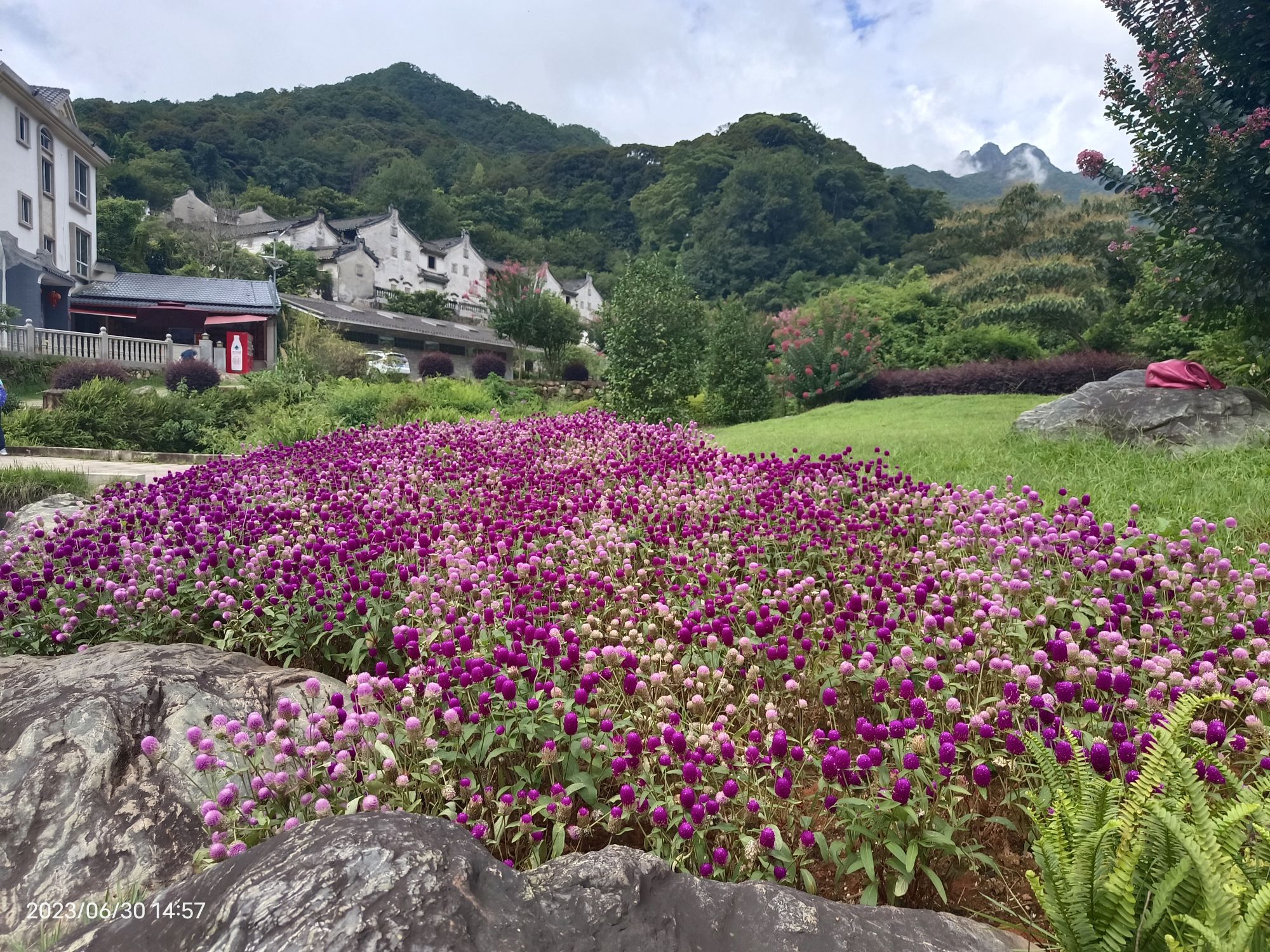 梅州雁南飞茶田景区旅行图片 3