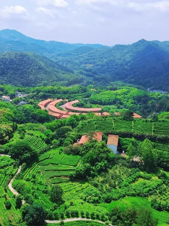 梅州雁南飞茶田景区旅行图片 1