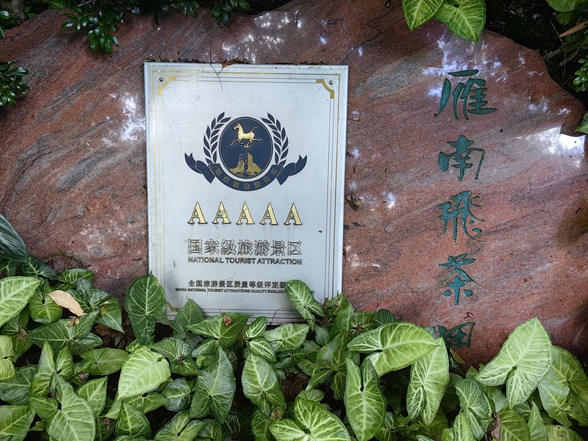 梅州雁南飞茶田景区旅行图片 1
