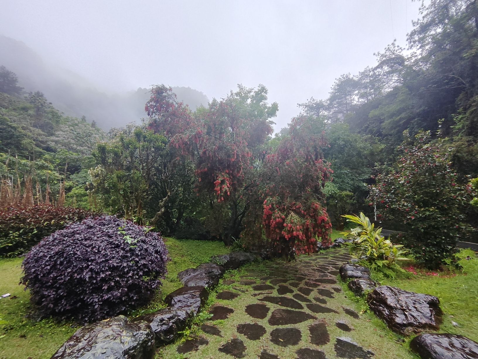 梅州雁南飞茶田景区旅行图片 1