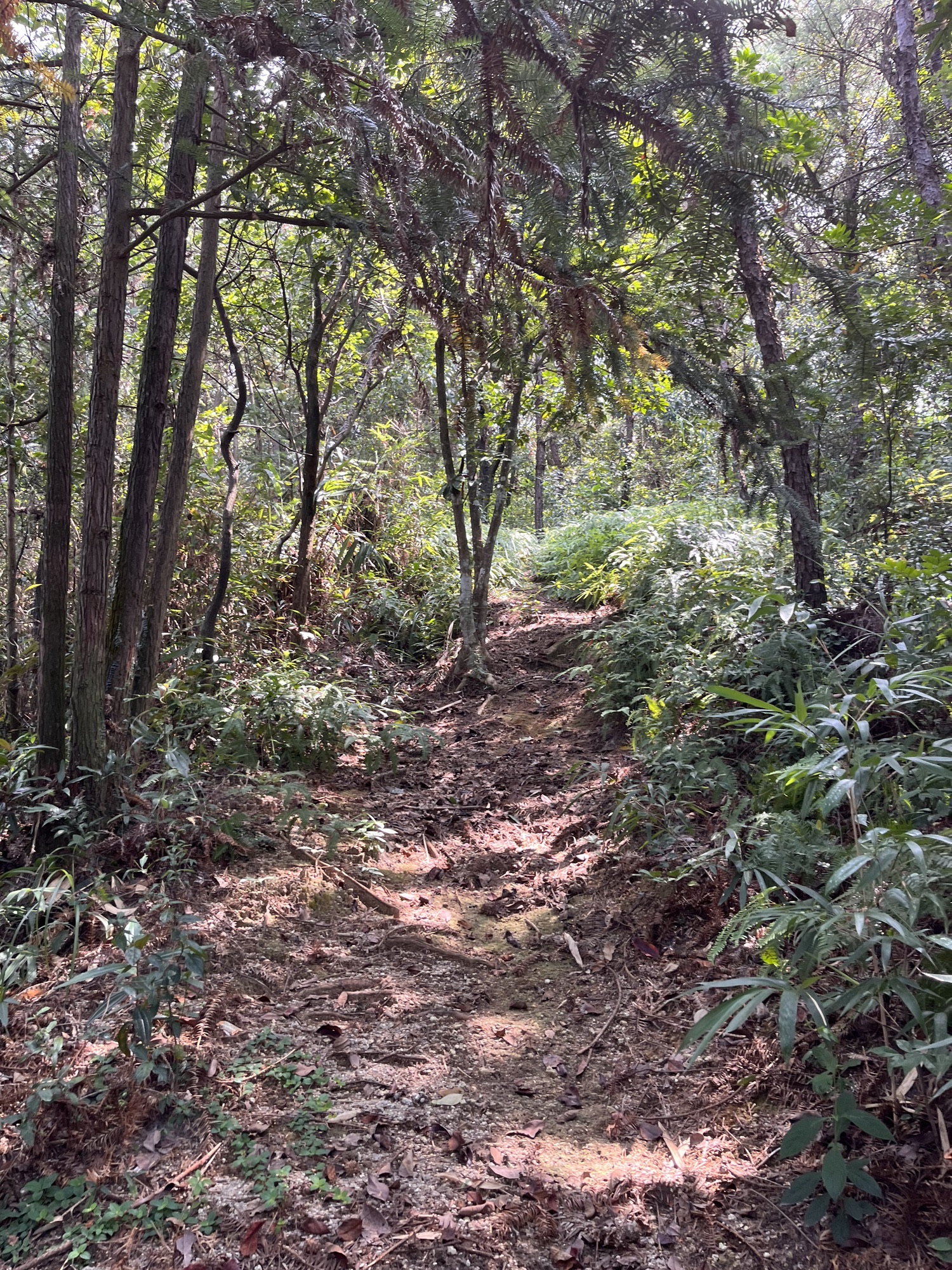 飞龙岩旅行图片 2