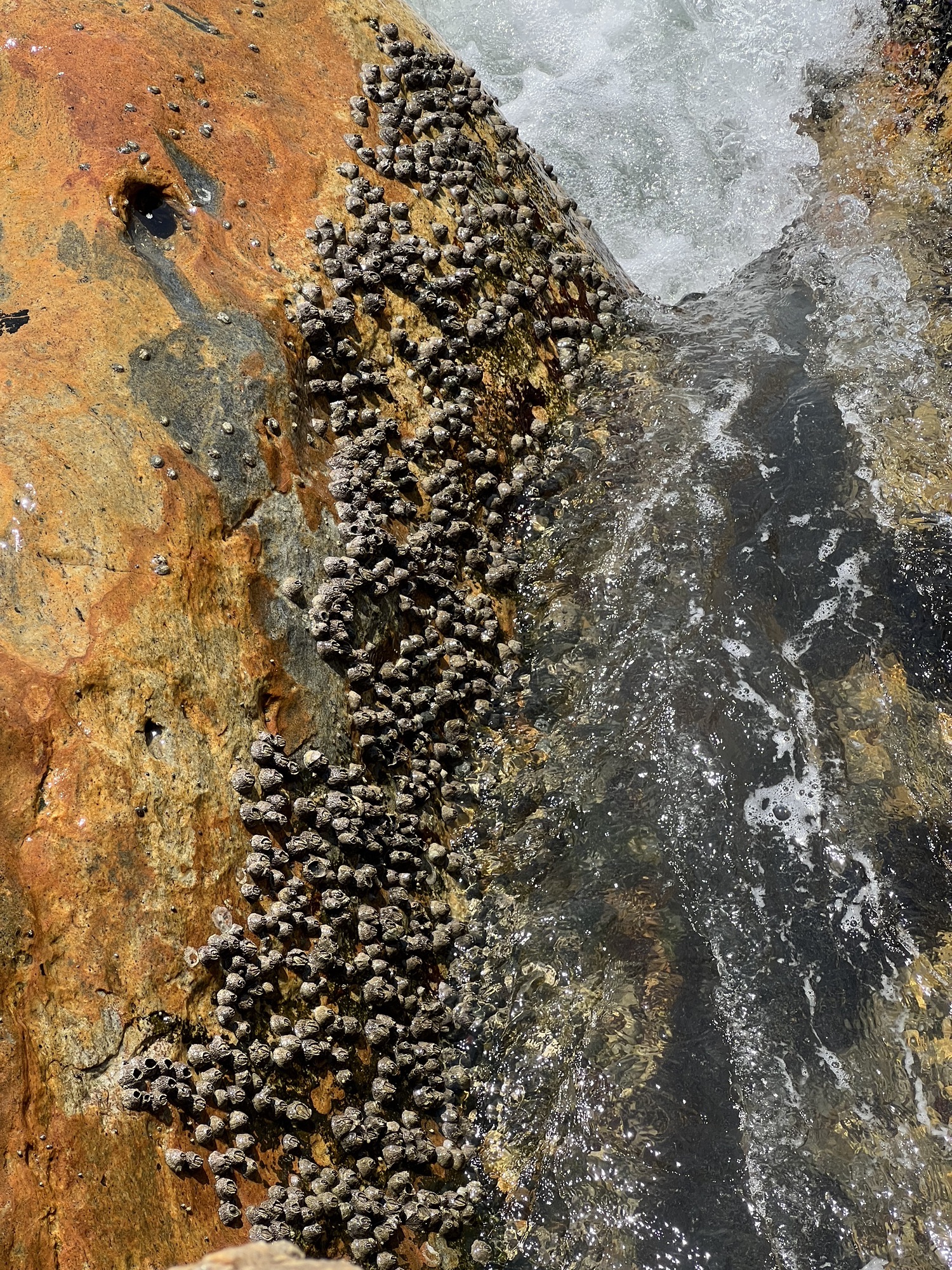 中旅(汕头)南澳黄花山景区旅行图片 3