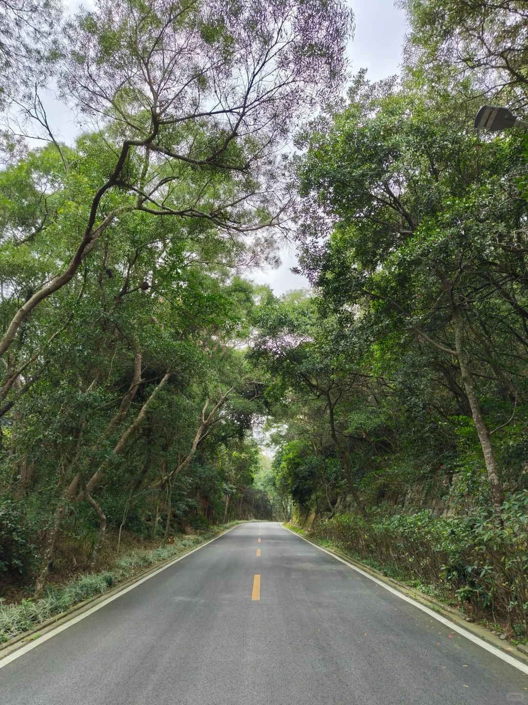 中旅(汕头)南澳黄花山景区旅行图片 2