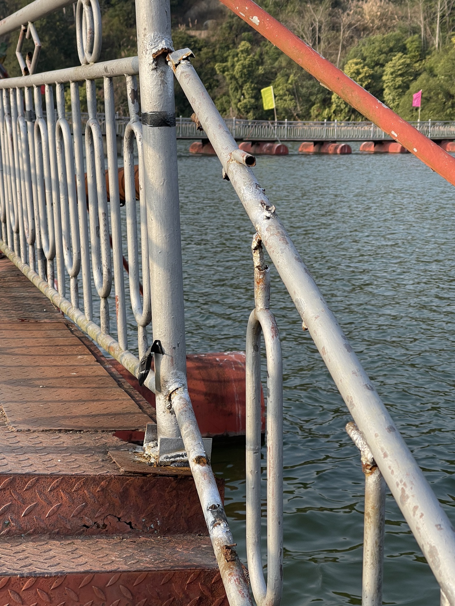 仙湖风景区旅行图片 3