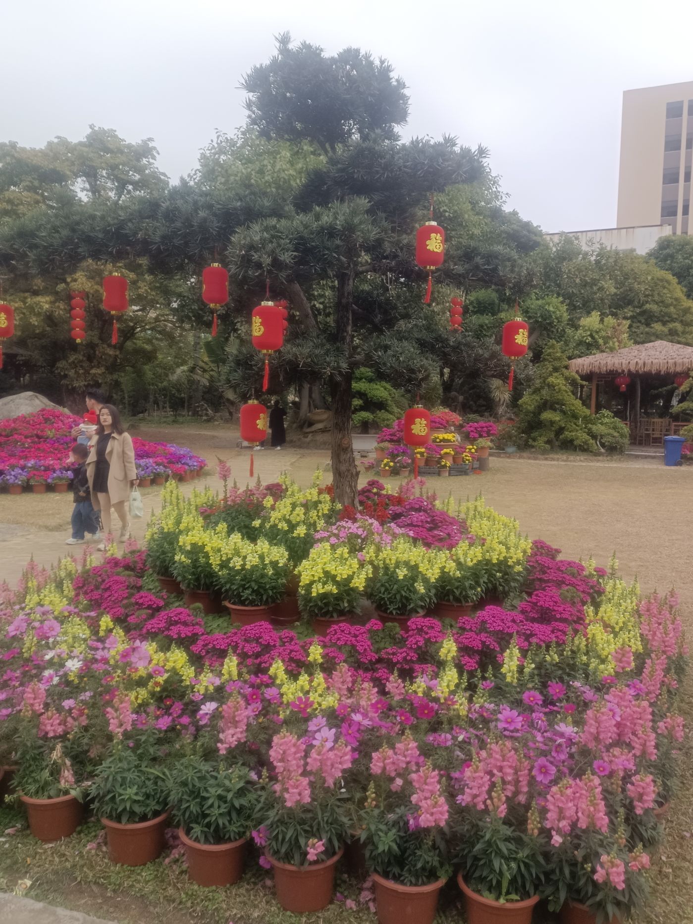 科隆千树园旅行图片 1
