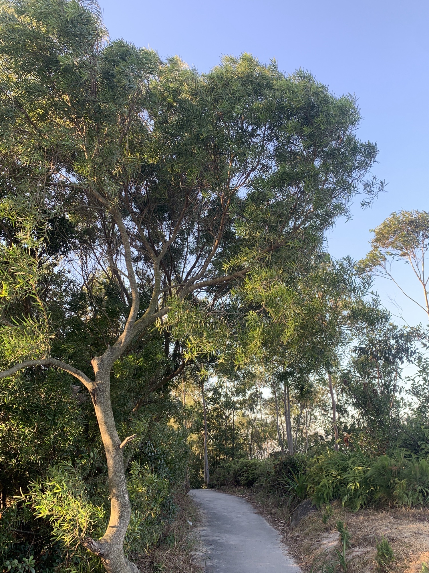 东山风景区旅行图片 2