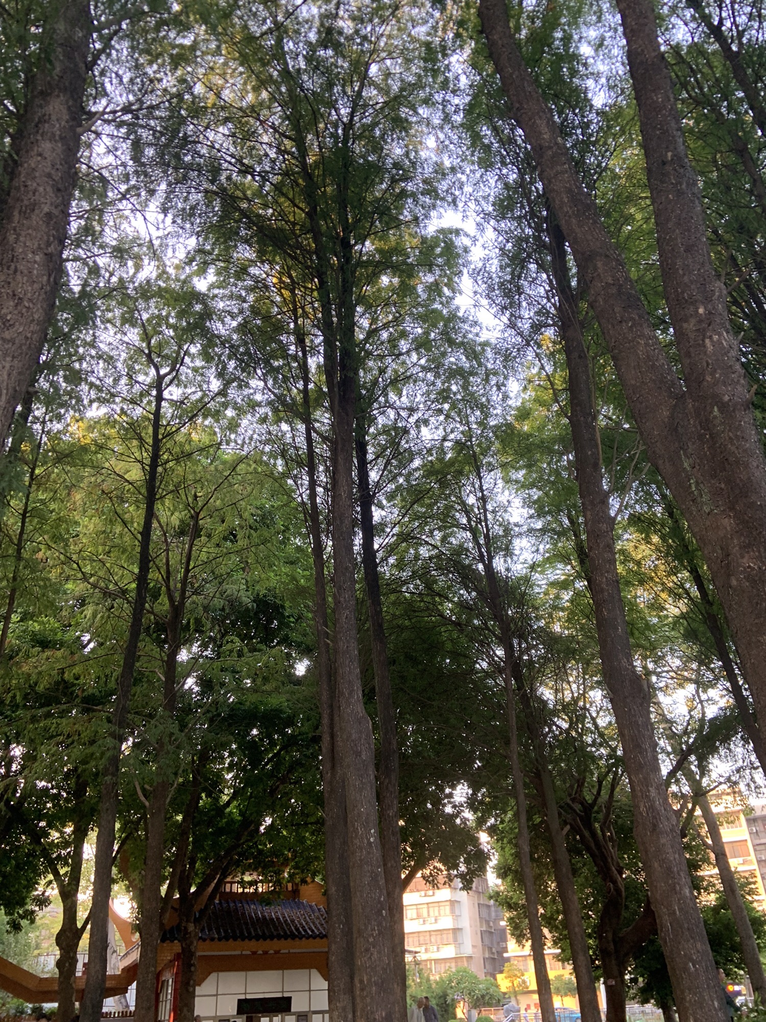 金砂公园旅行图片 3
