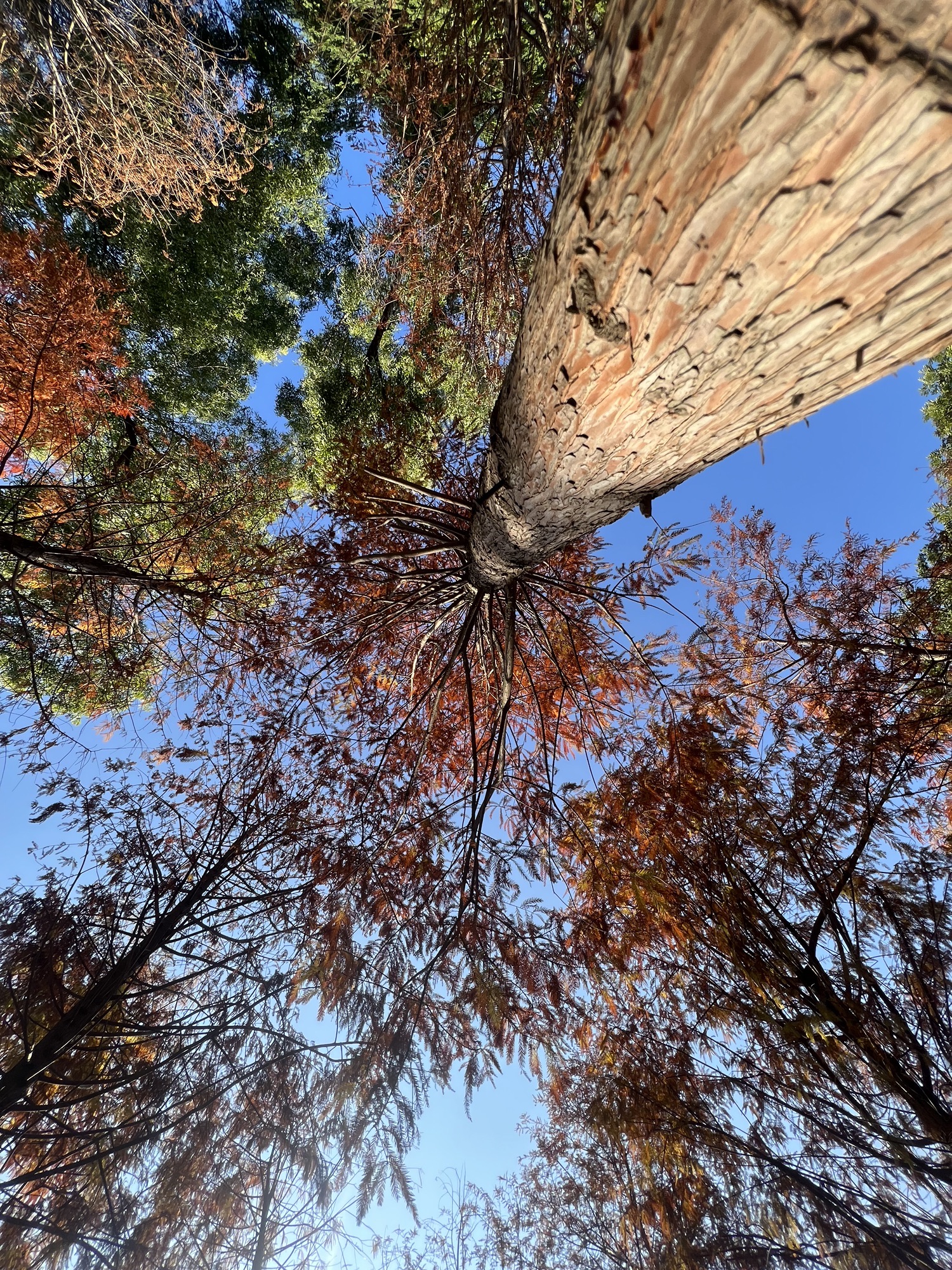 金砂公园旅行图片 1