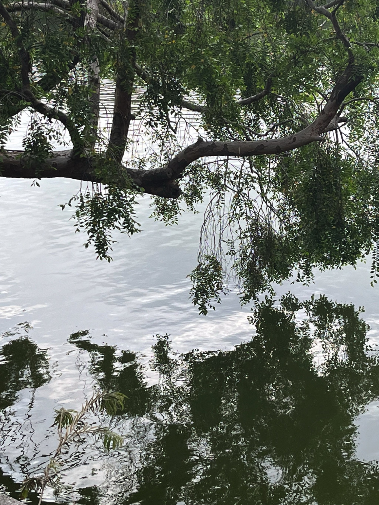 中山公园旅行图片 1
