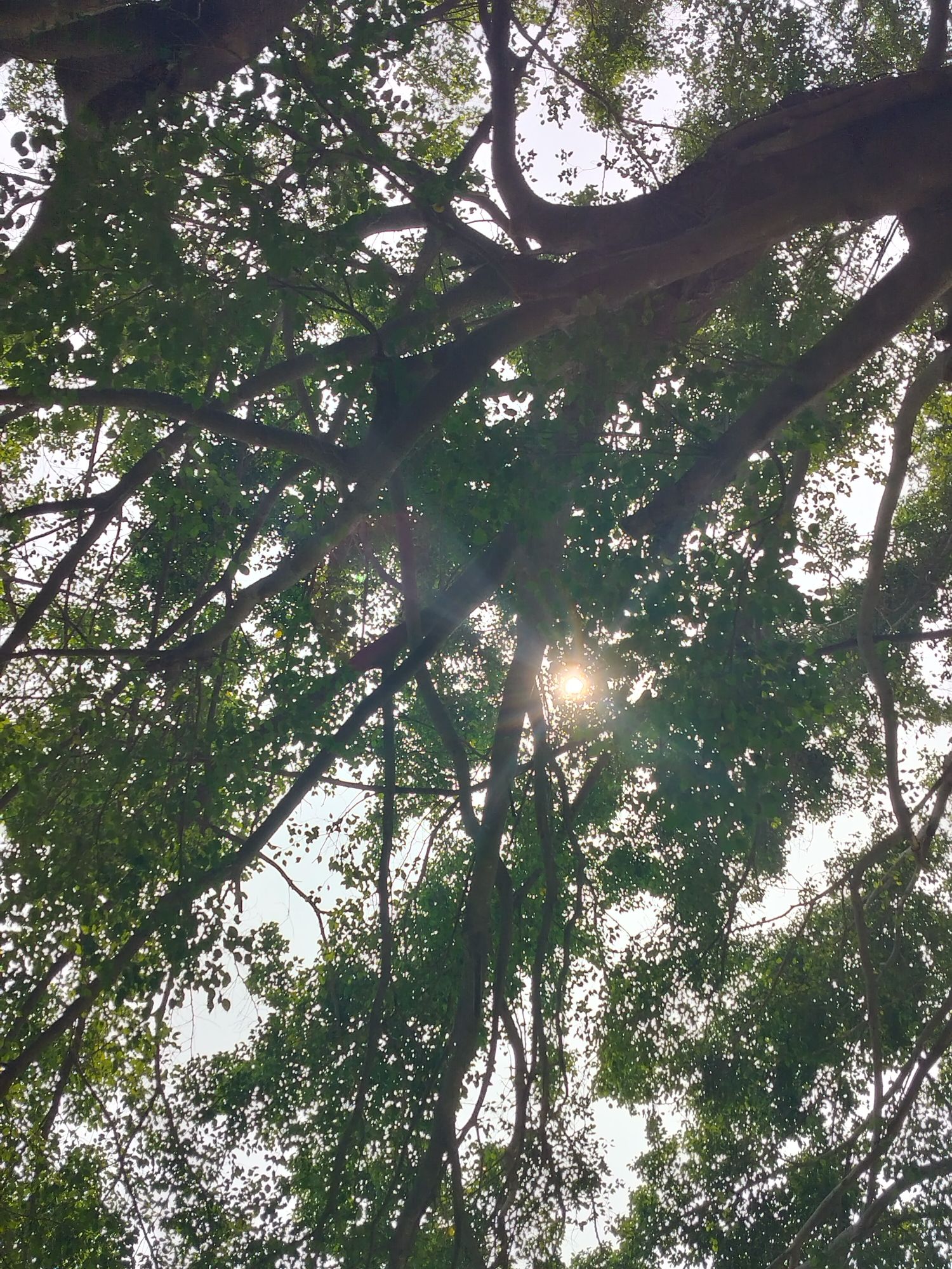 华侨公园旅行图片 3