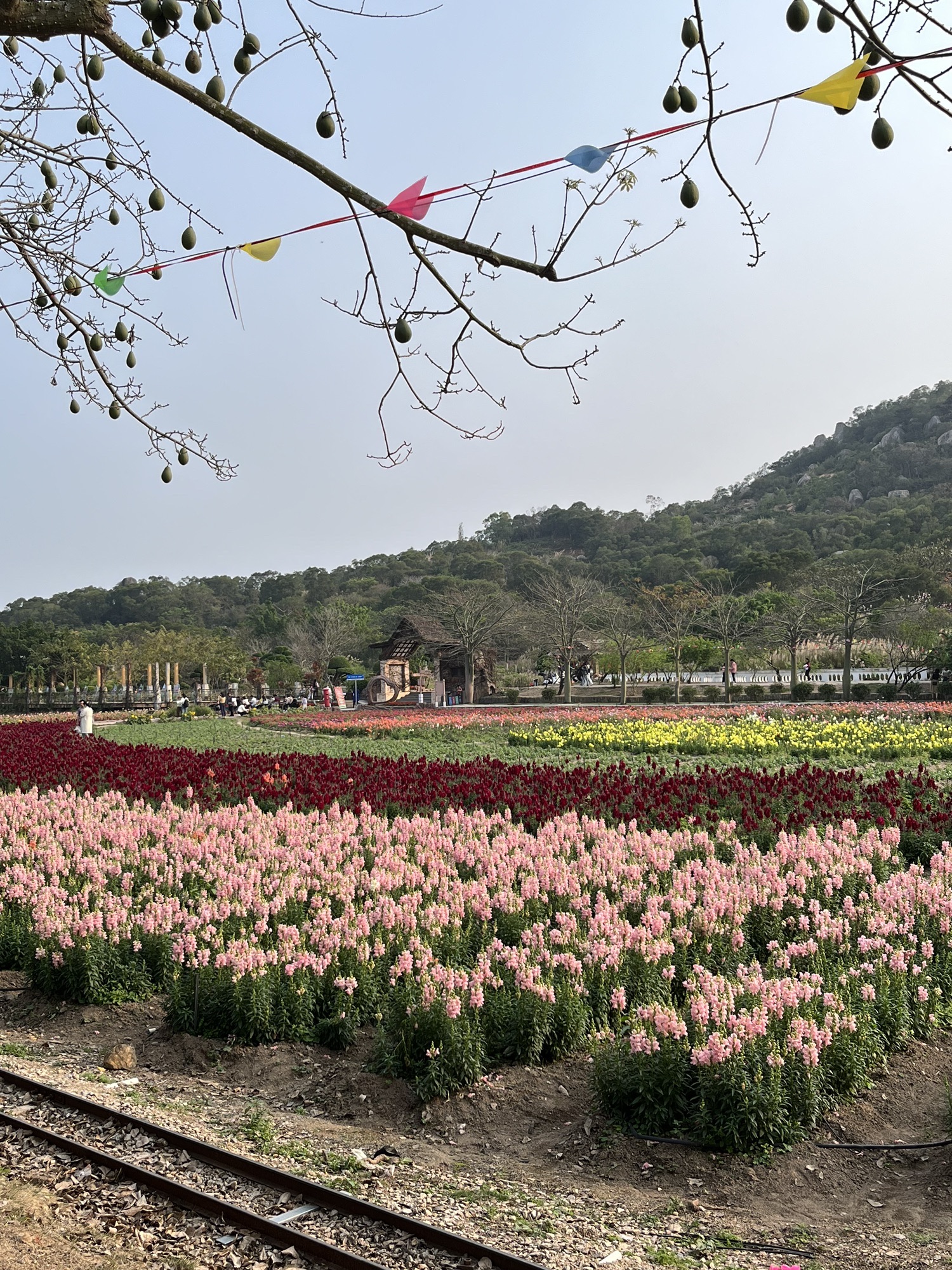 丹樱生态园旅行图片 1
