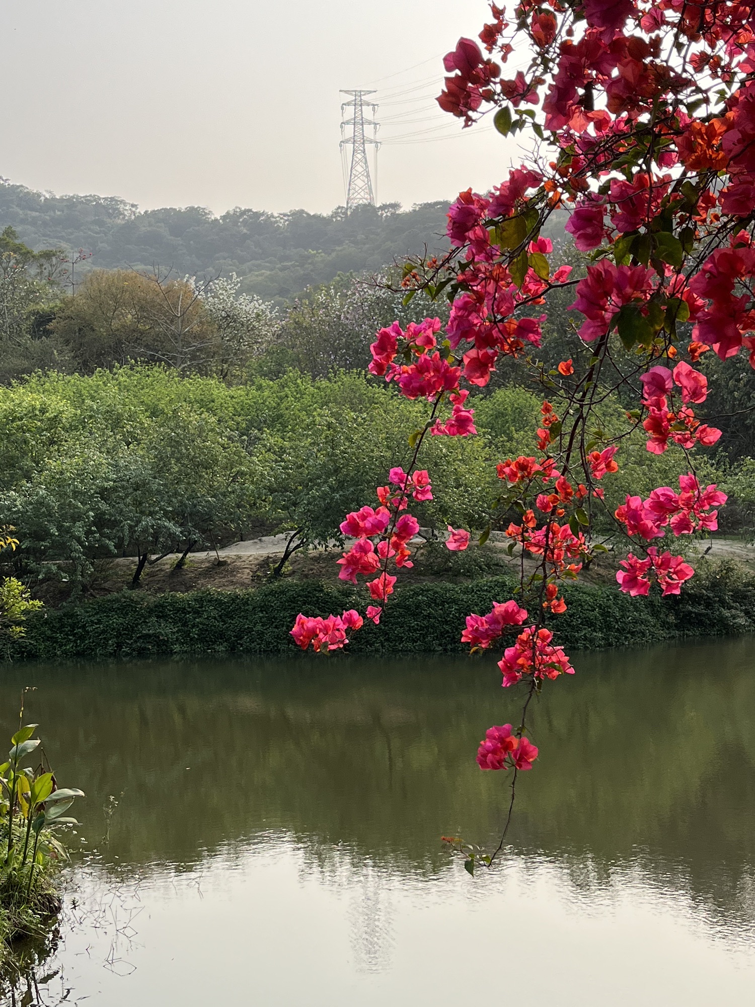 丹樱生态园旅行图片 2