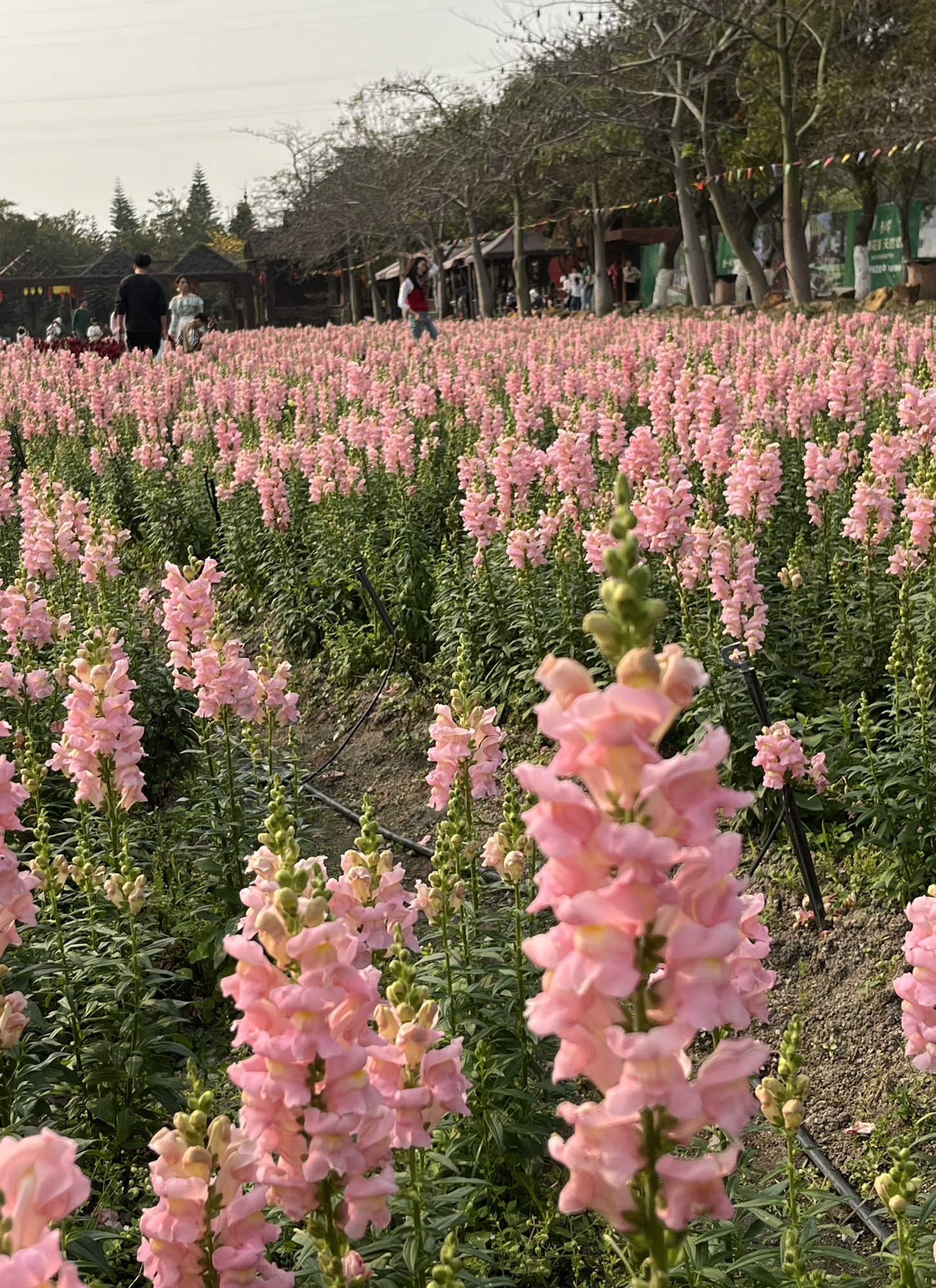 丹樱生态园旅行图片 3
