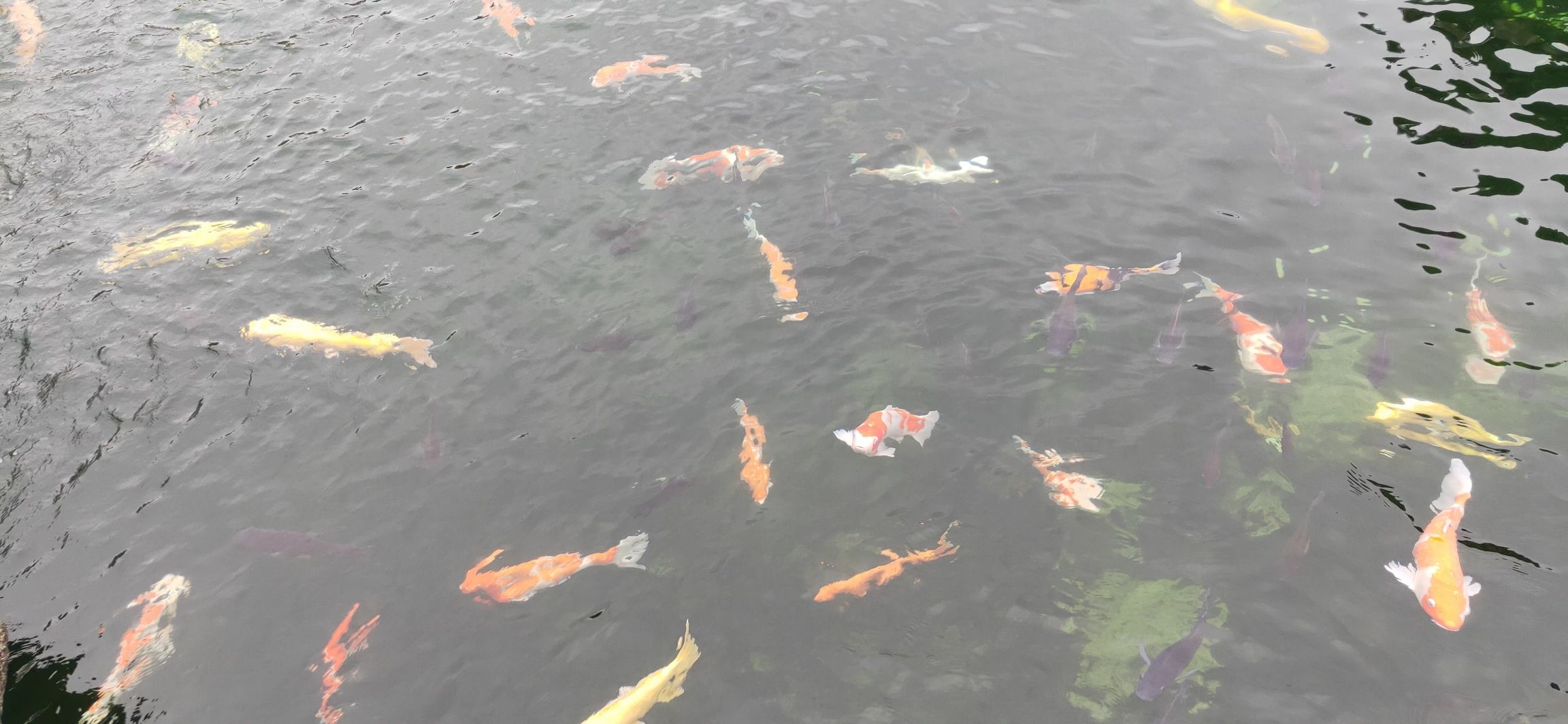 饶庆寺旅行图片 3