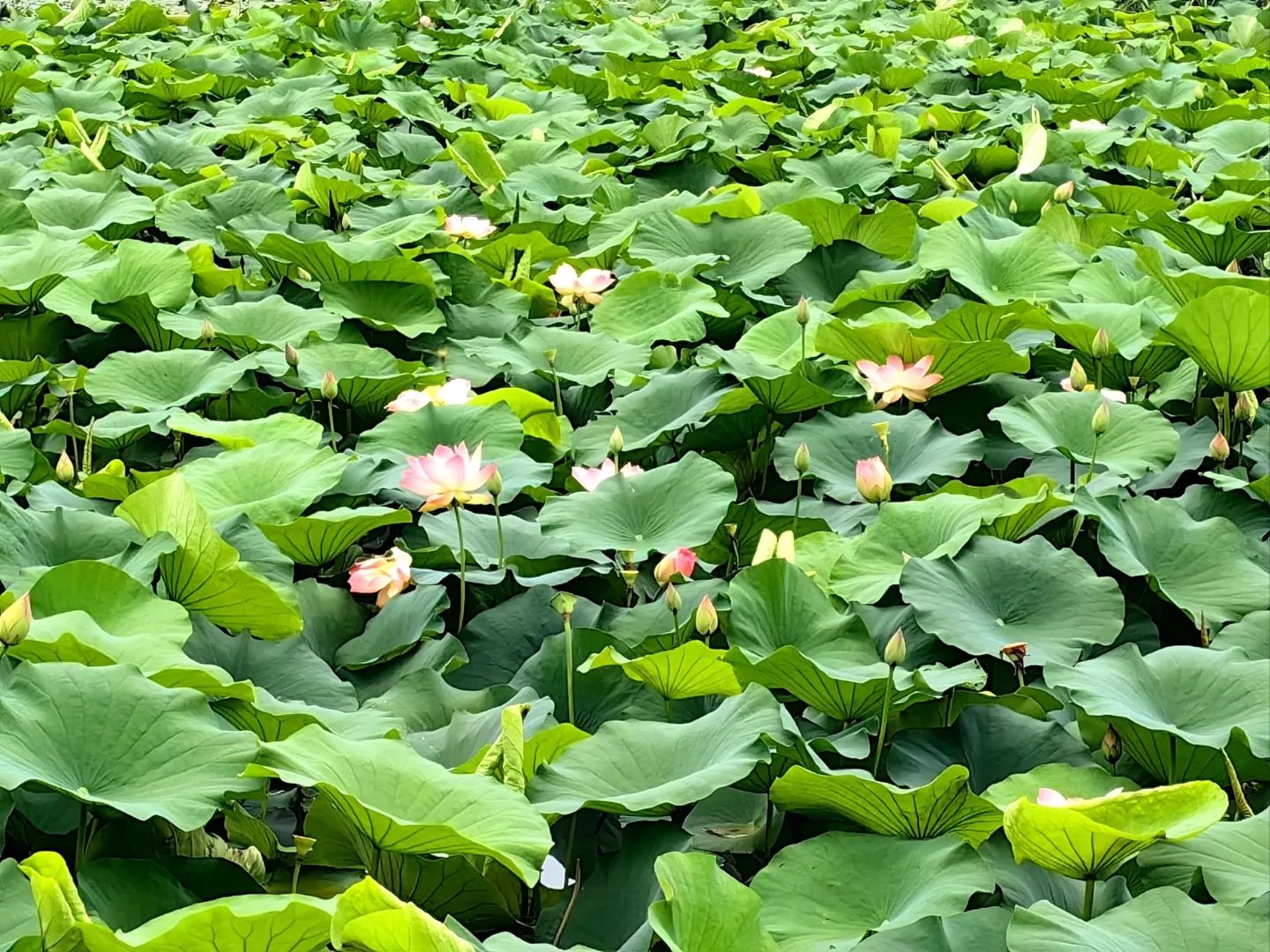 海湾湿地生态公园旅行图片 2