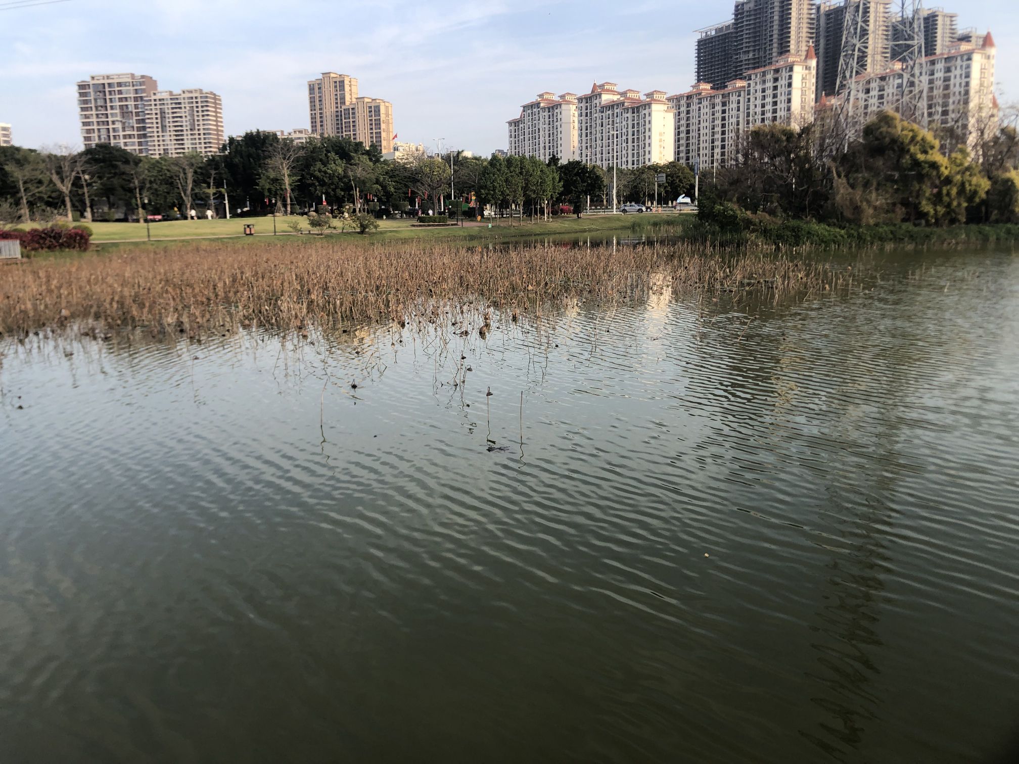 海湾湿地生态公园旅行图片 3