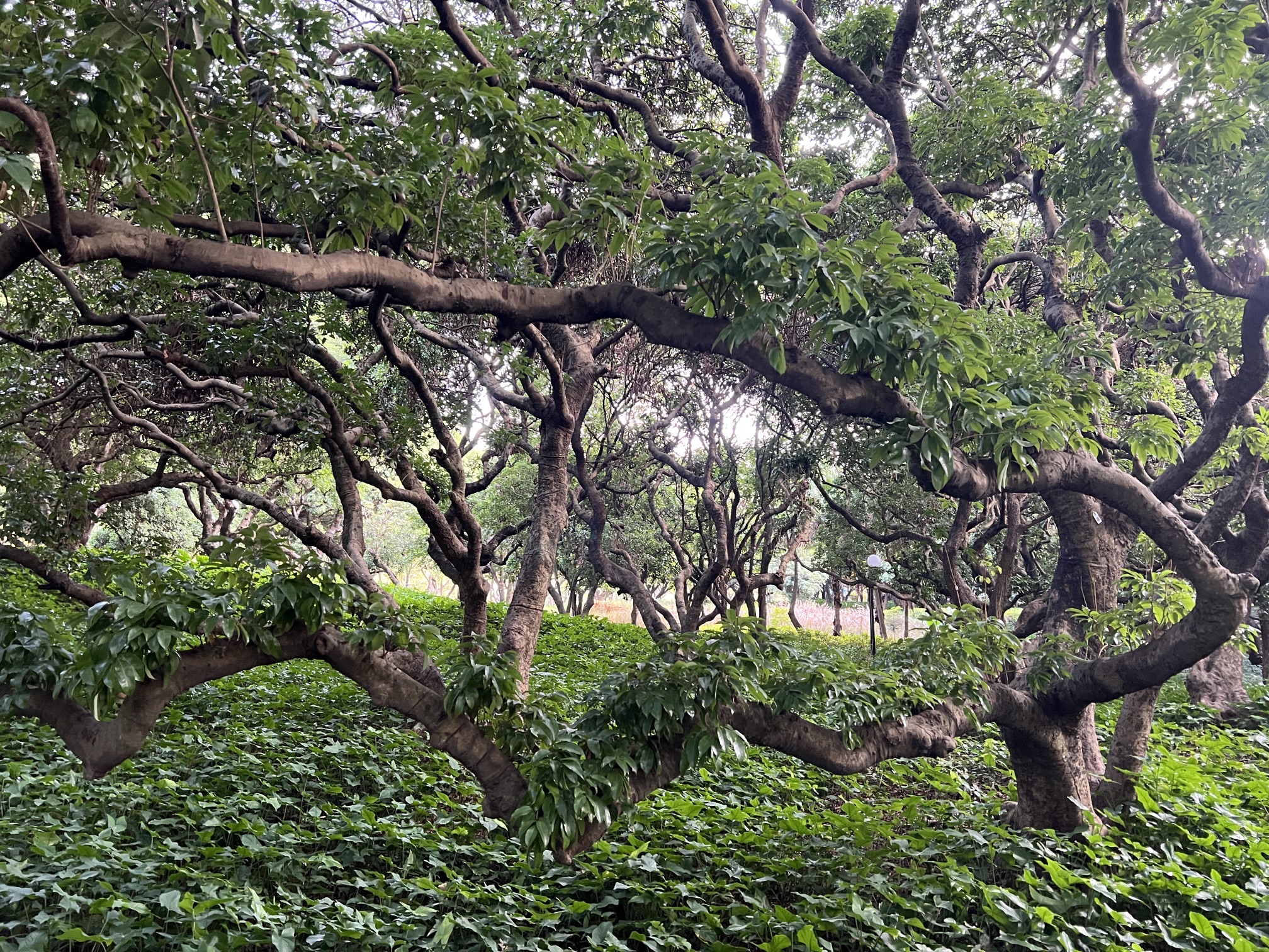 荔香公园旅行图片 1