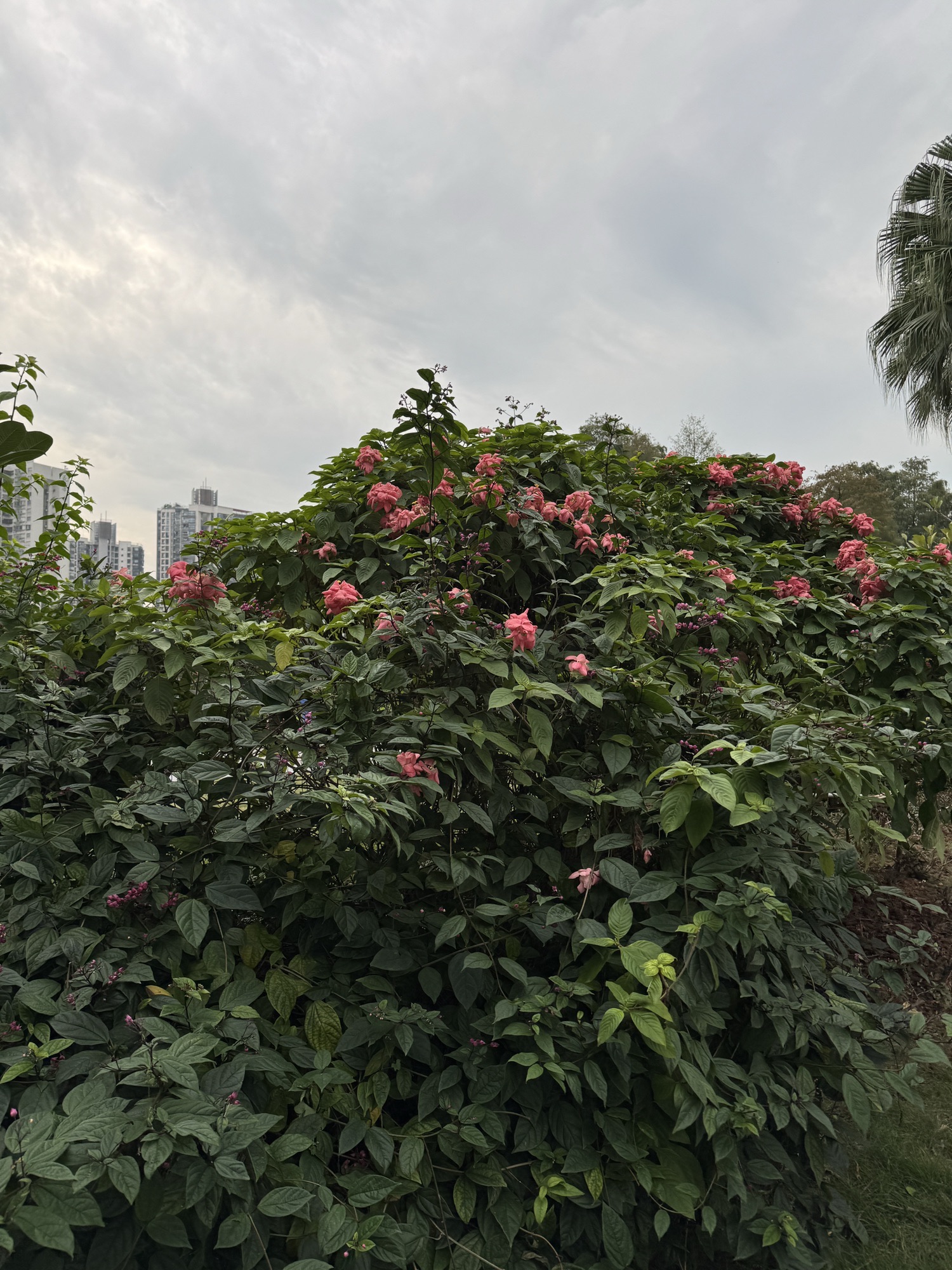 四海公园旅行图片 3