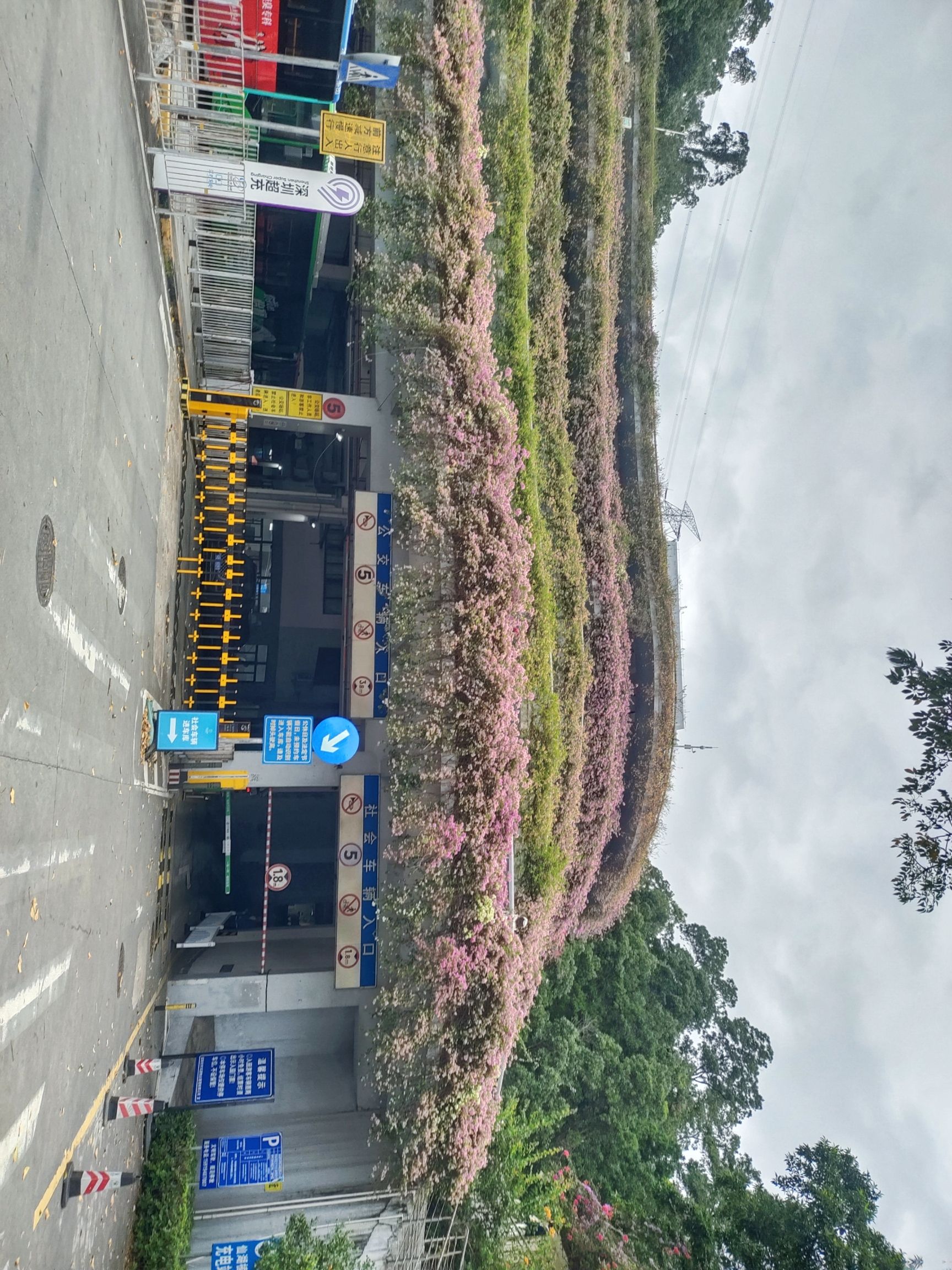 莲花山公园旅行图片 2