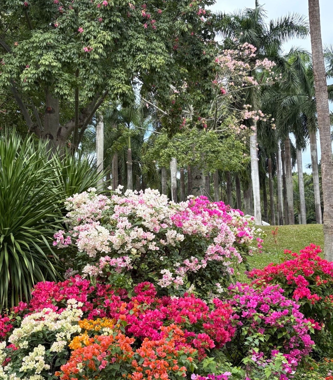 莲花山公园旅行图片 2