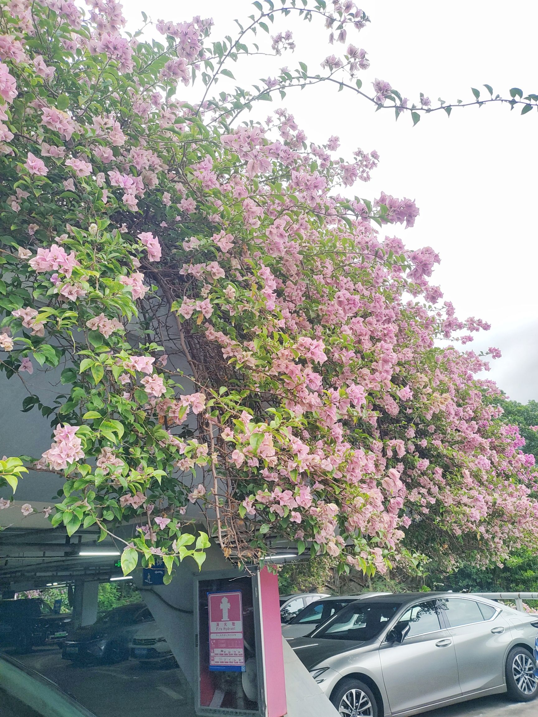 莲花山公园旅行图片 1