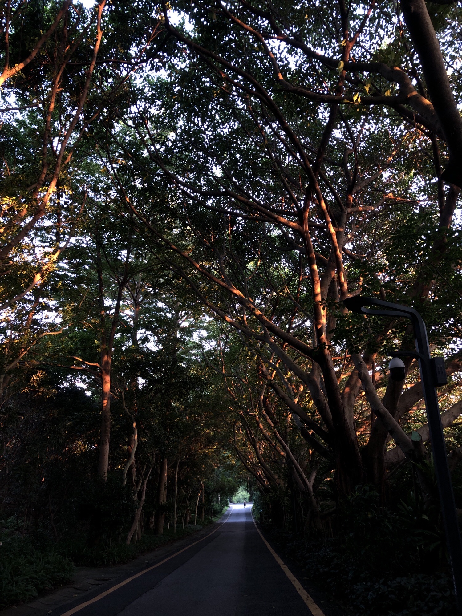 莲花山公园旅行图片 1