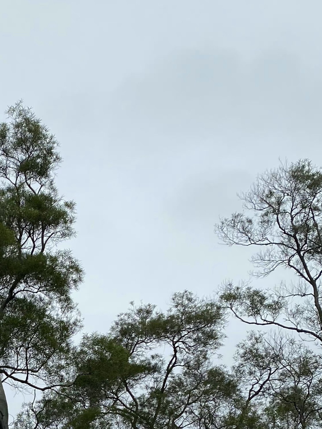 赤湾左炮台旅行图片 2