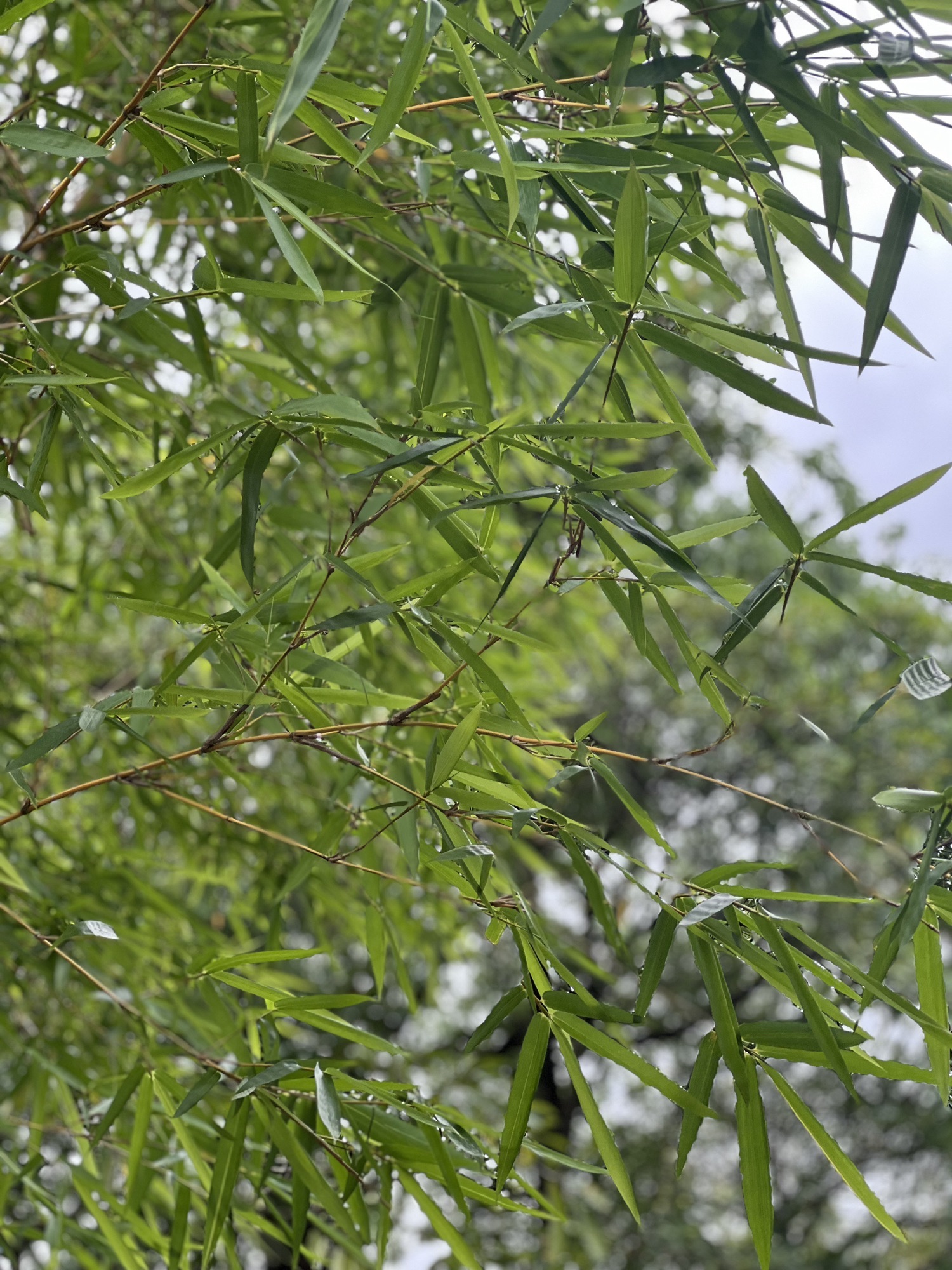 凤凰山国家矿山公园旅行图片 3