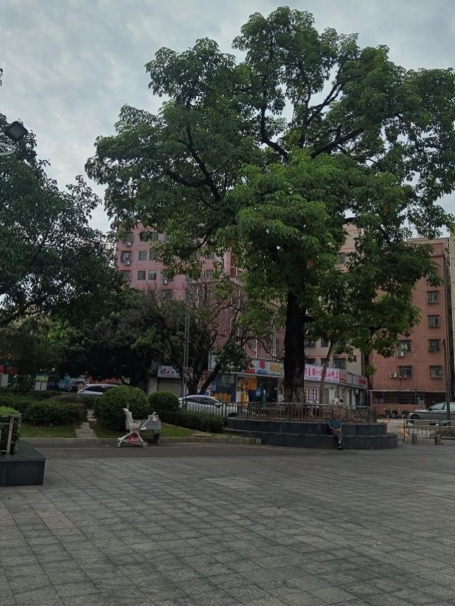 西田公园旅行图片 3