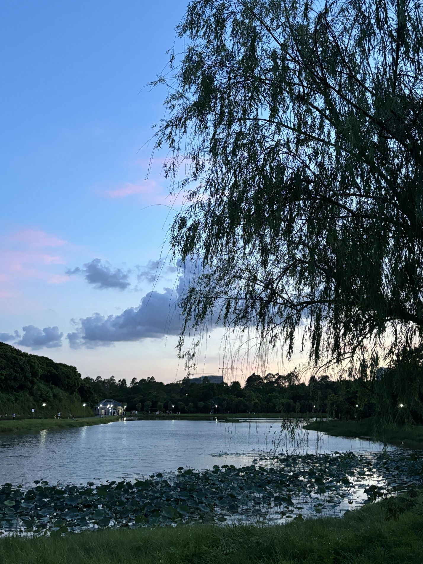 西田公园旅行图片 2