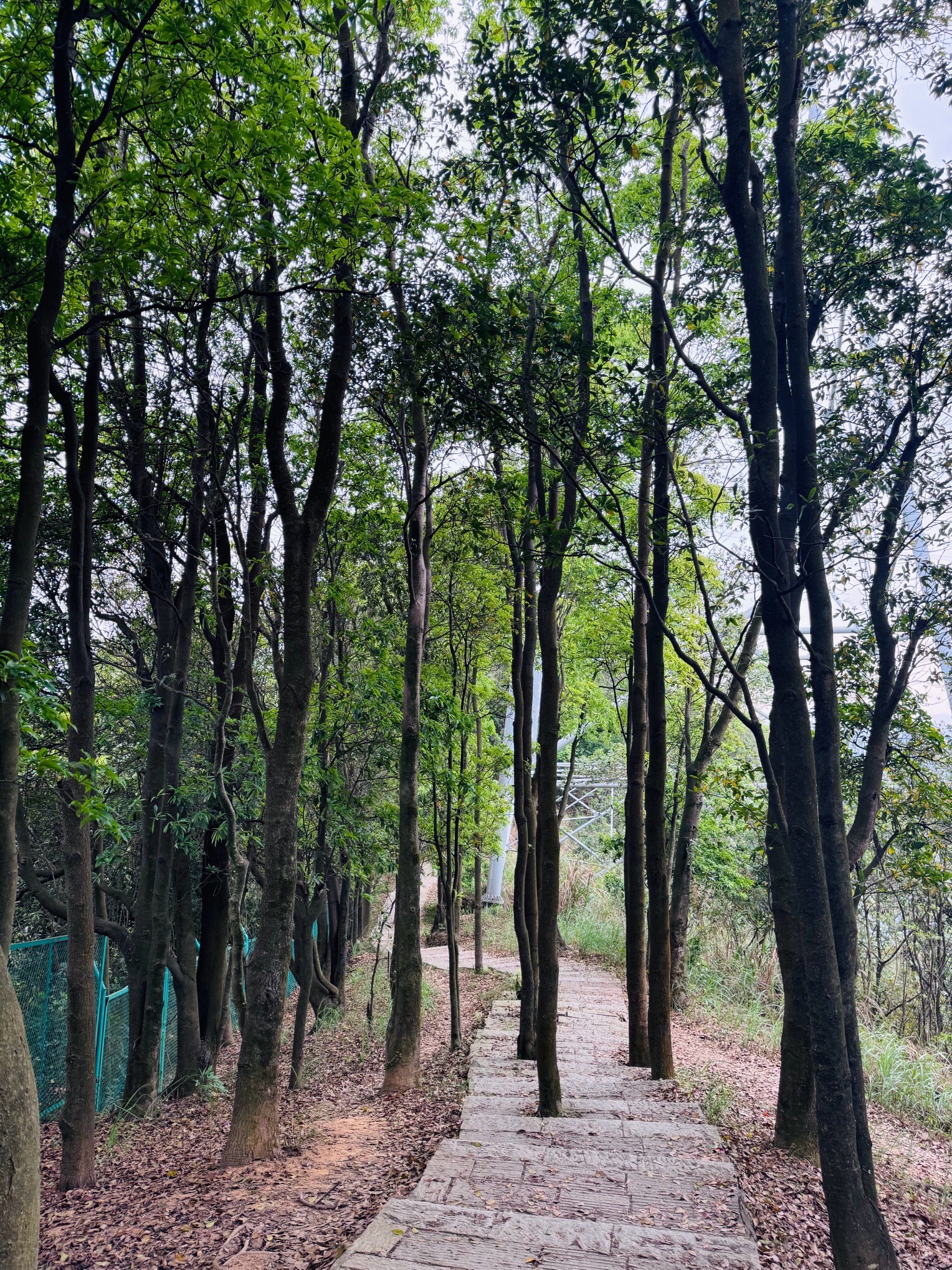 塘朗山公园旅行图片 1