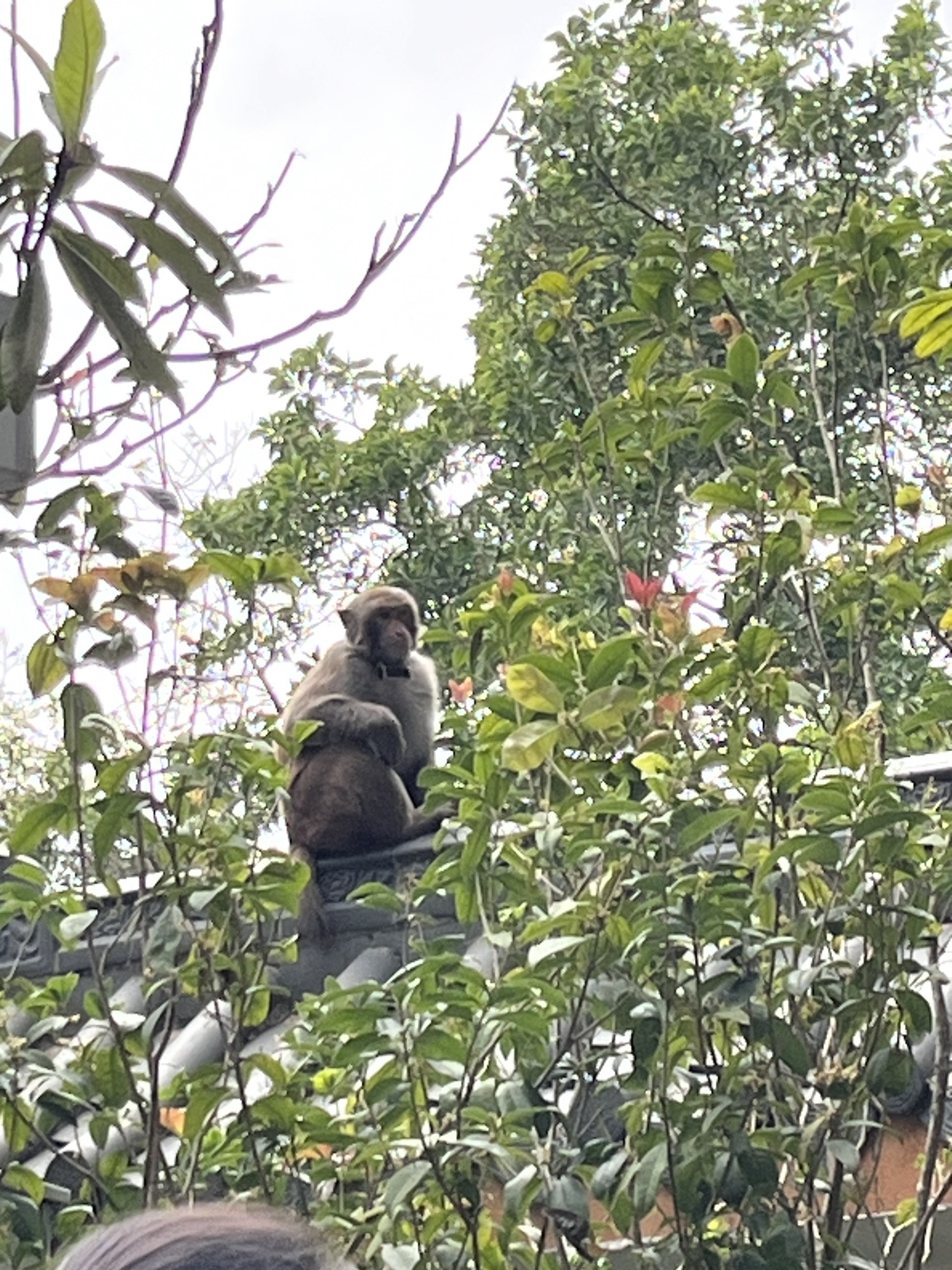 塘朗山公园旅行图片 3