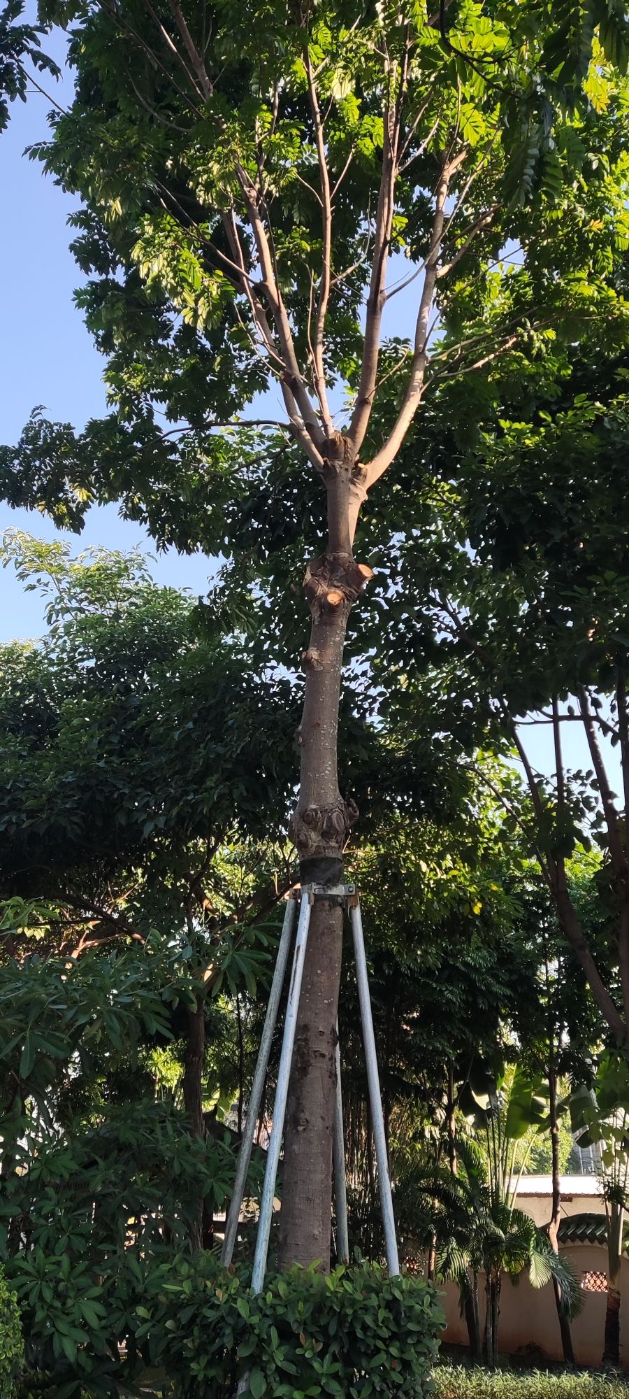 大钟山公园旅行图片 3