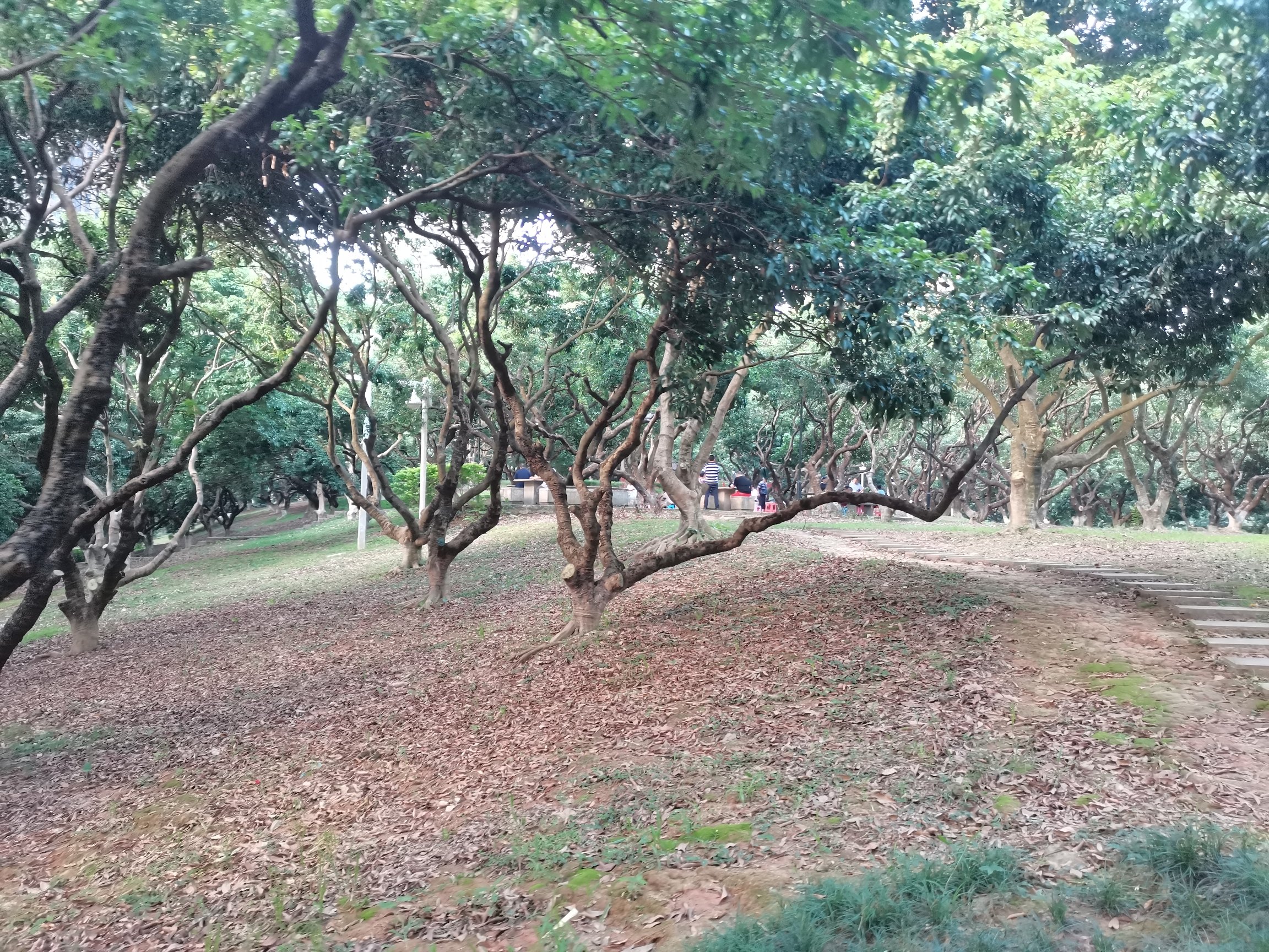 樟树布公园旅行图片 2