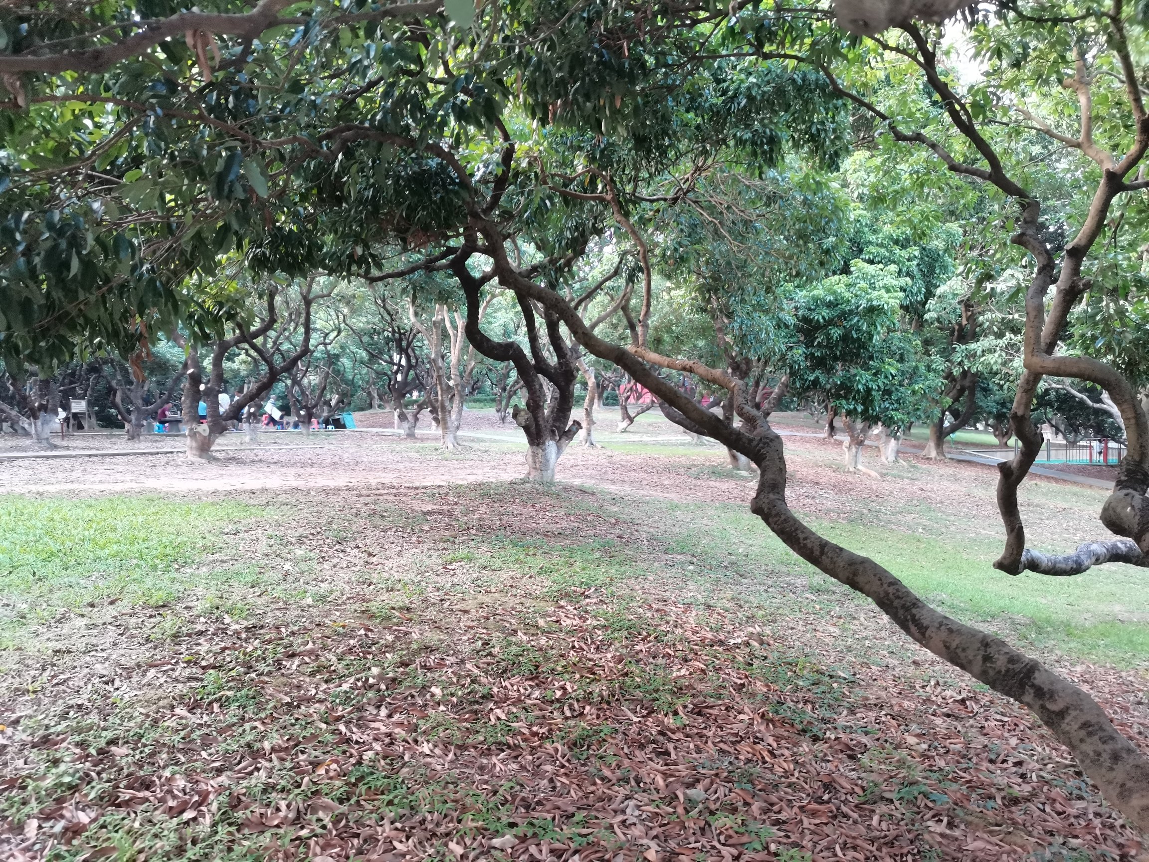 樟树布公园旅行图片 1