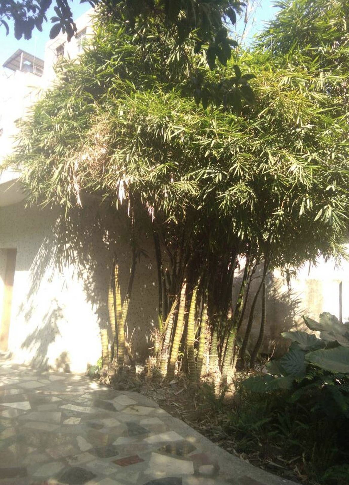 荔园公园旅行图片 2