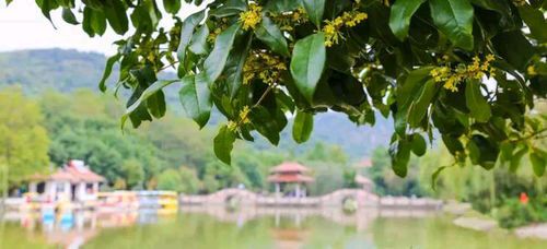 桂香公园旅行图片 2