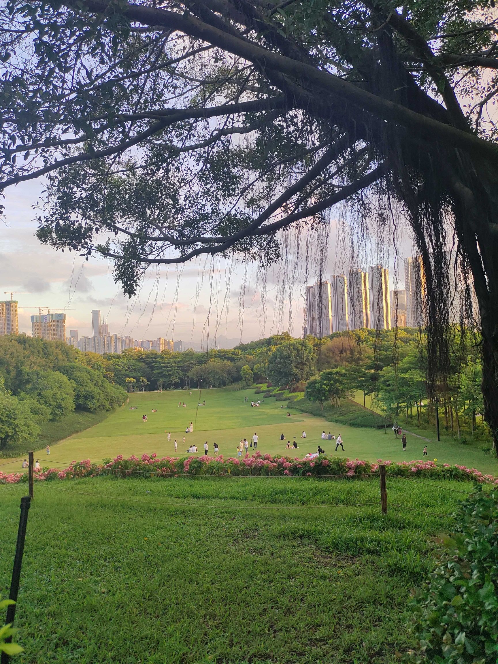 大沙河公园旅行图片 3