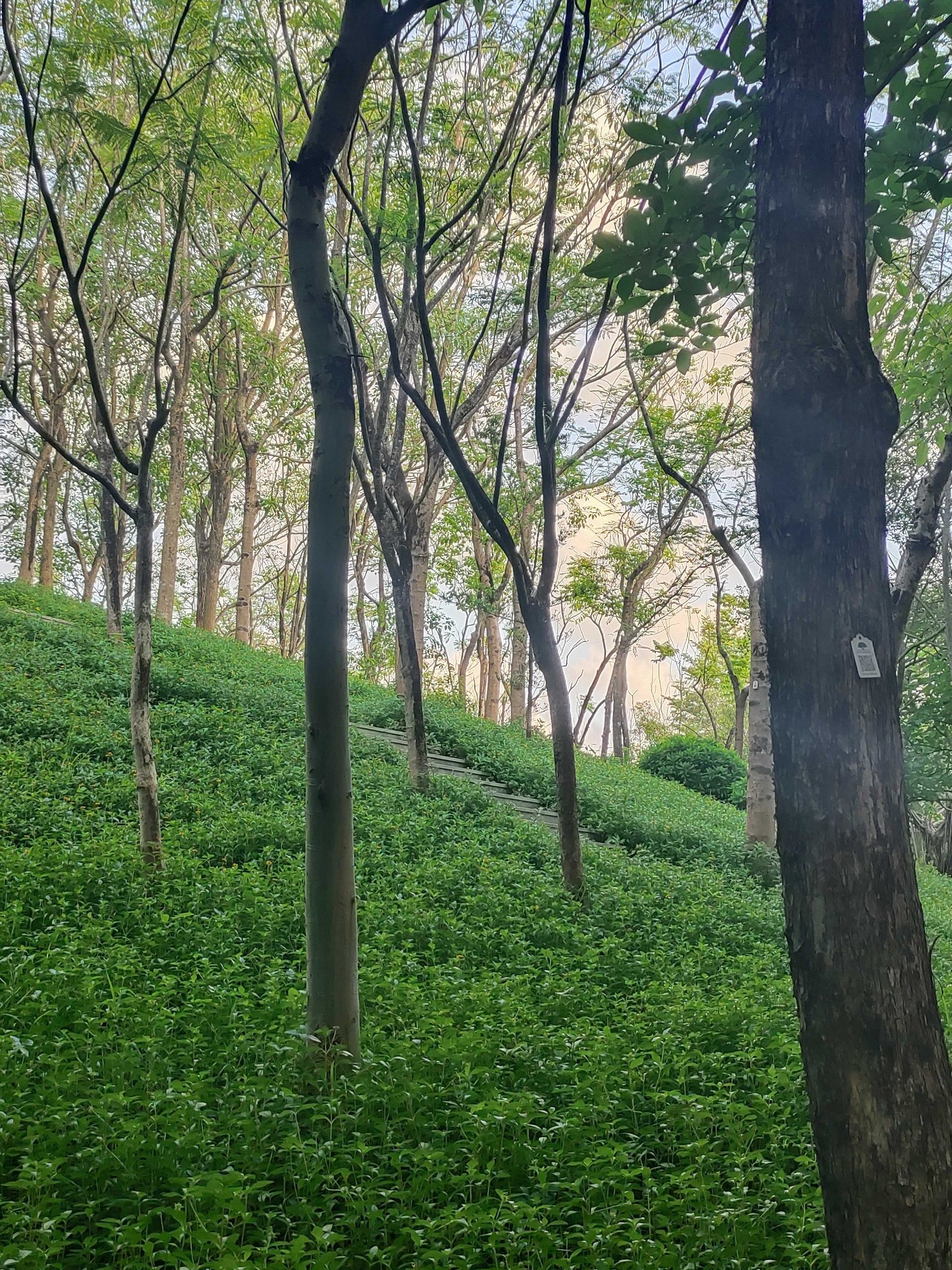 大沙河公园旅行图片 2