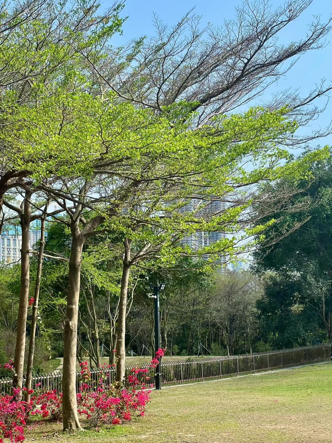 大沙河公园旅行图片 1