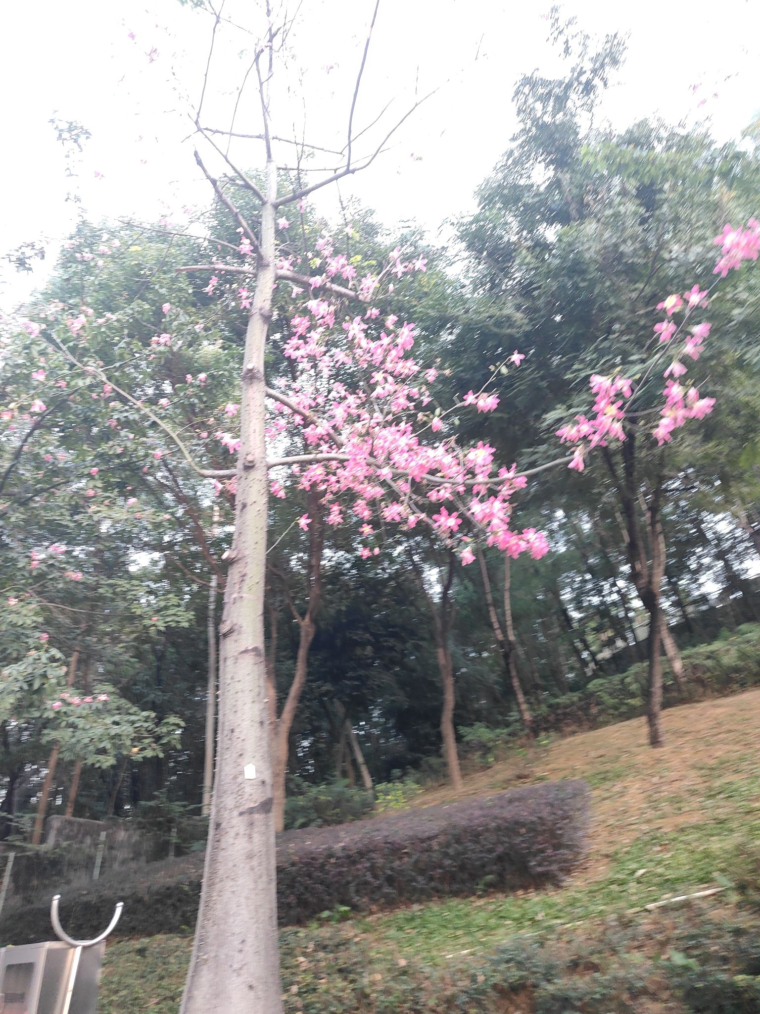 松元厦社区公园旅行图片 1