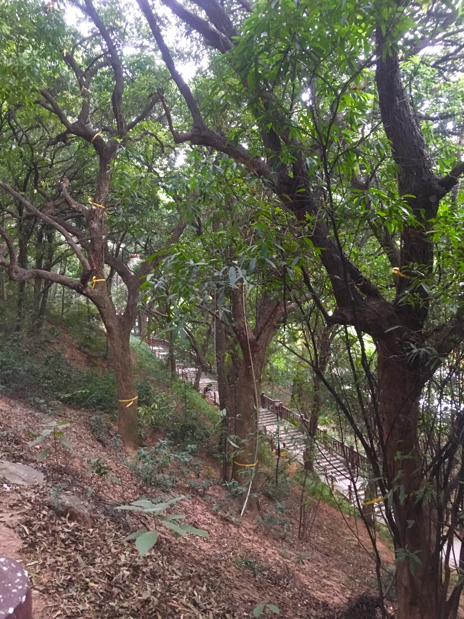 弓村社区公园旅行图片 2