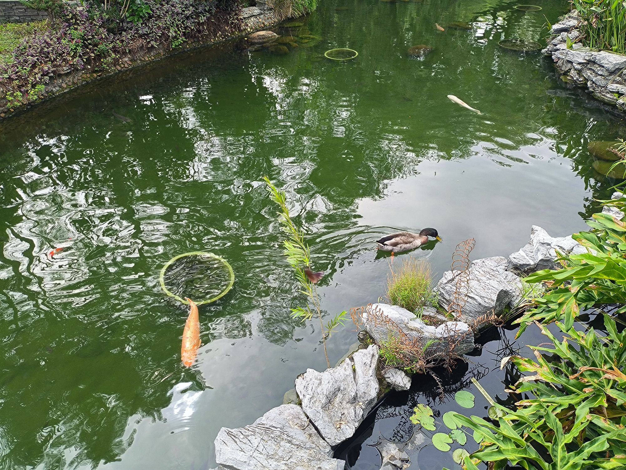 相思瀑布旅行图片 3