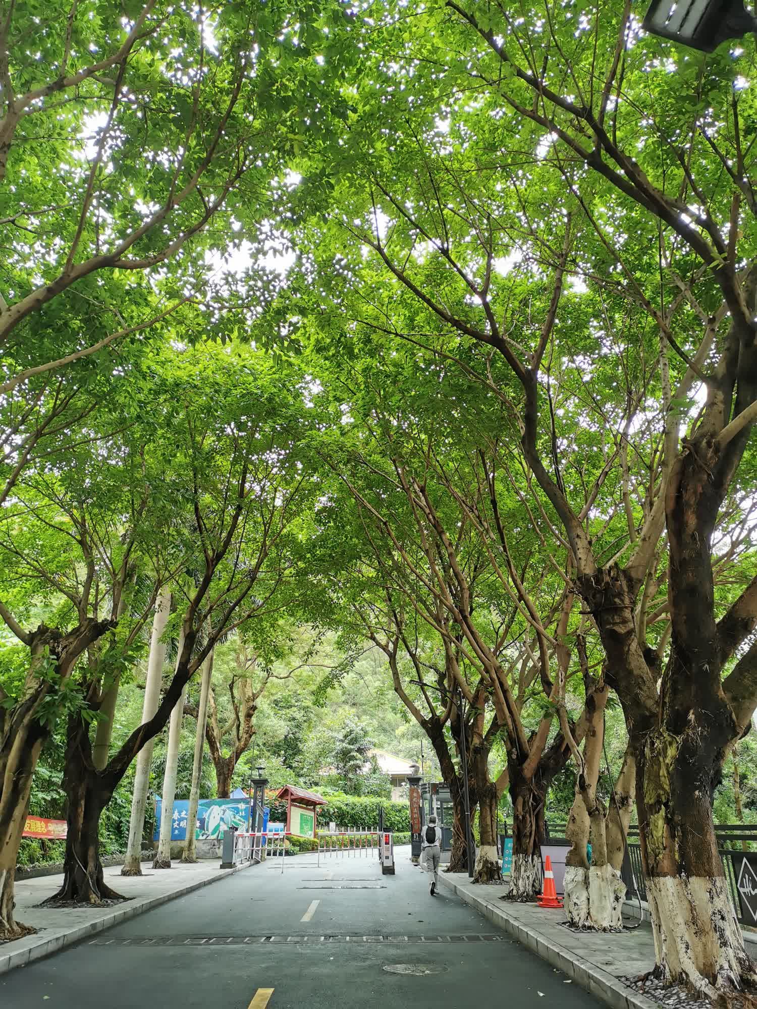板樟山森林公园旅行图片 1