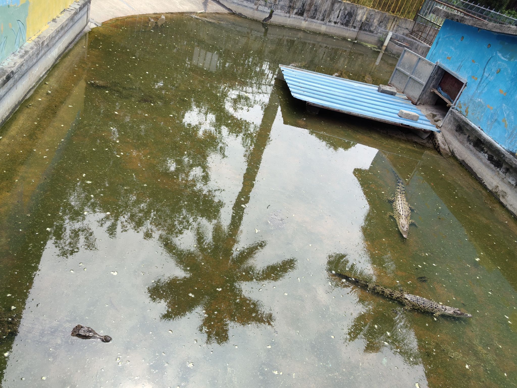 鳄鱼岛旅行图片 3
