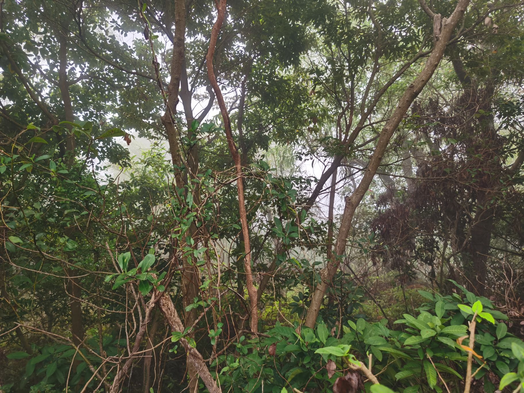 将军山公园旅行图片 3