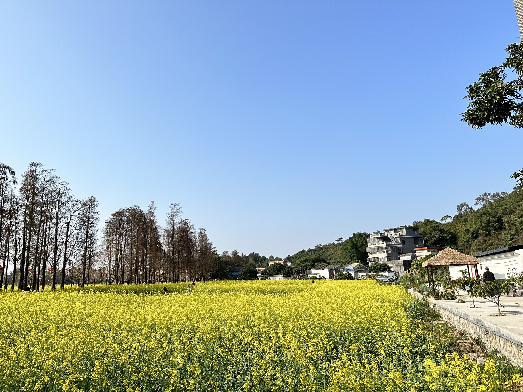 珠海十里莲江农旅健康小镇旅行图片 2