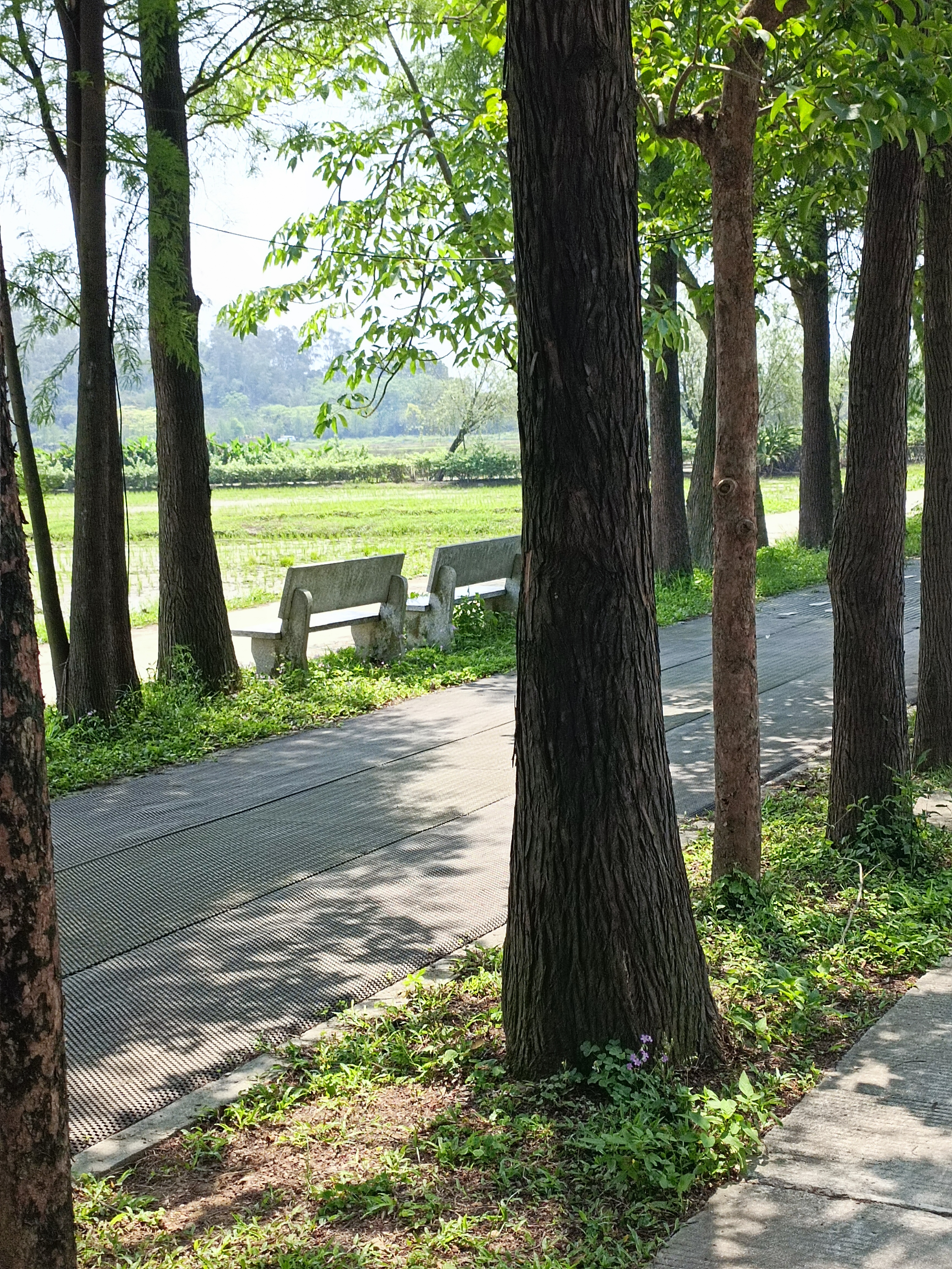 珠海十里莲江农旅健康小镇旅行图片 3