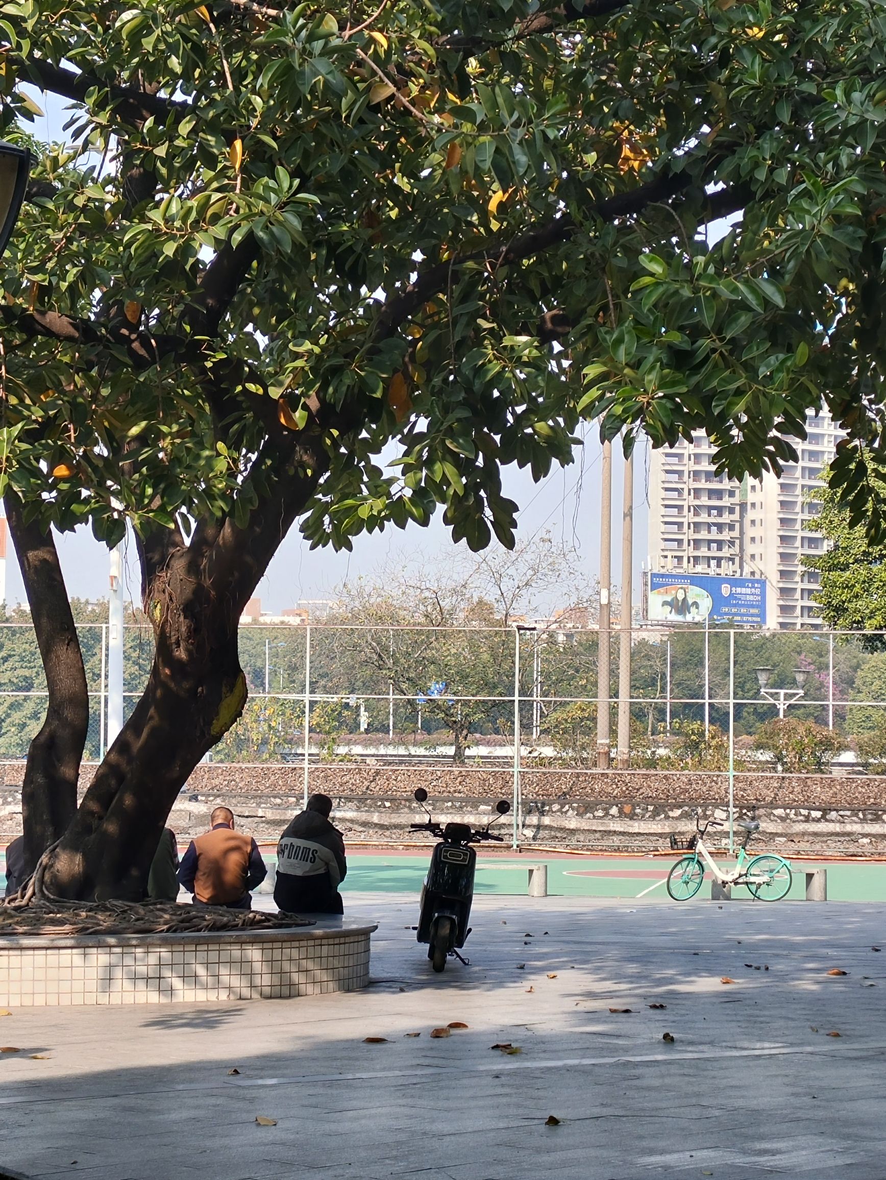 沙头公园旅行图片 3